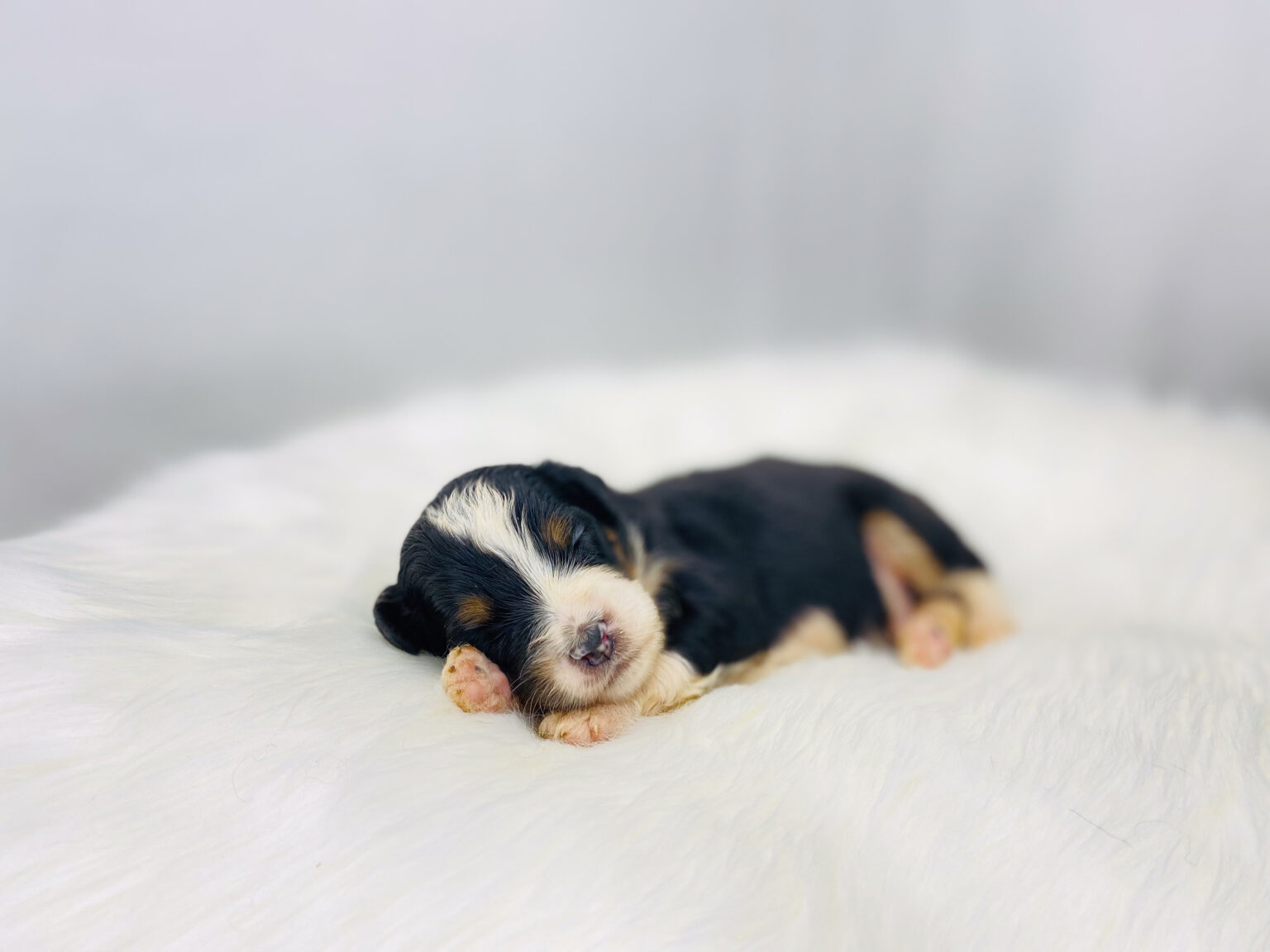 I am just a tiny baby and would love to join your family soon! Of course, you can’t see how cute and curly I will be when I get older, so the Dog Club will send updated photos when I am about 6 to 7 weeks old, if you choose to adopt me. Infant puppy deposits are refundable or transferrable.