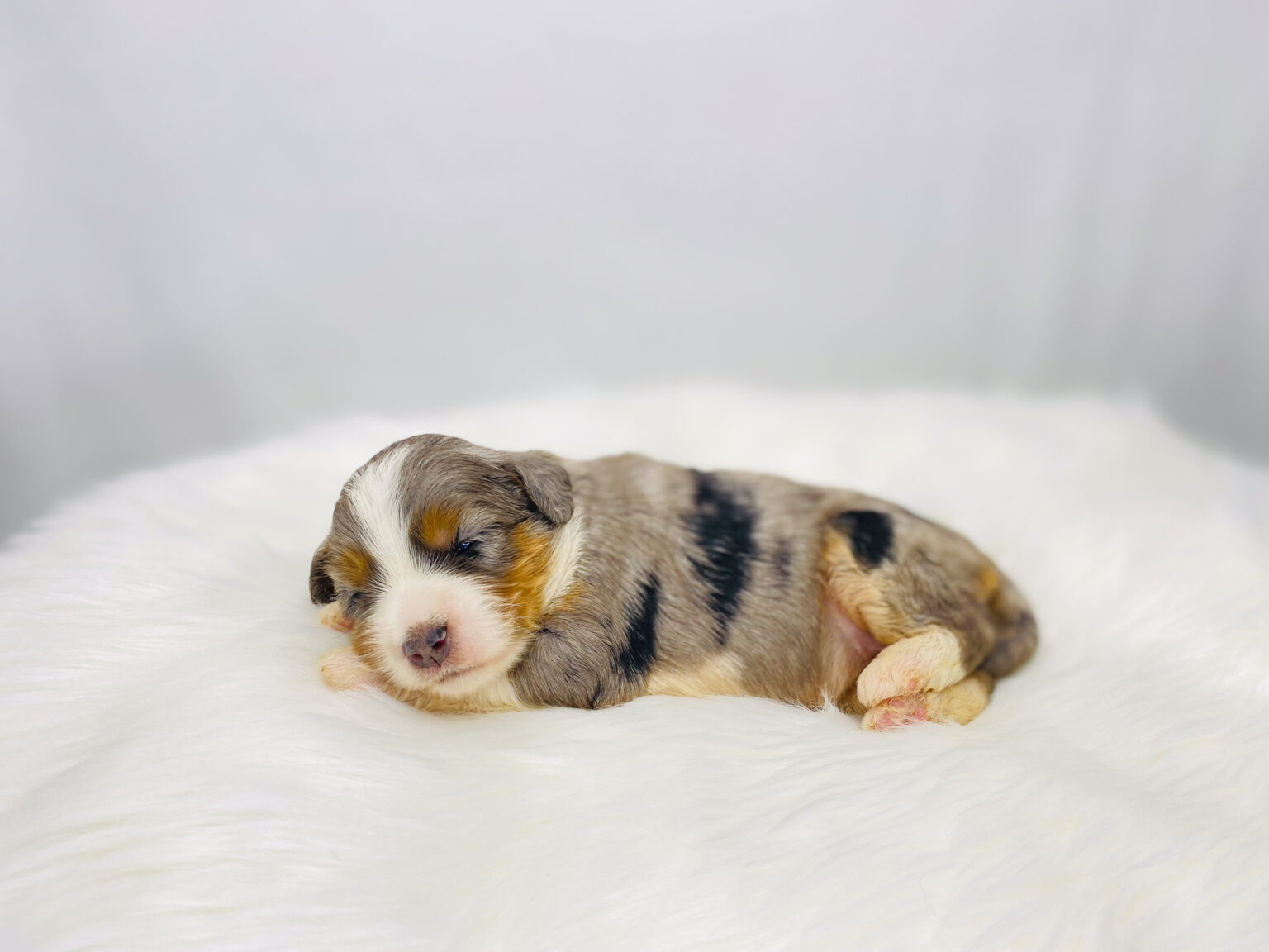 I am just a tiny baby and would love to join your family soon! Of course, you can’t see how cute and curly I will be when I get older, so the Dog Club will send updated photos when I am about 6 to 7 weeks old, if you choose to adopt me. Infant puppy deposits are refundable or transferrable.