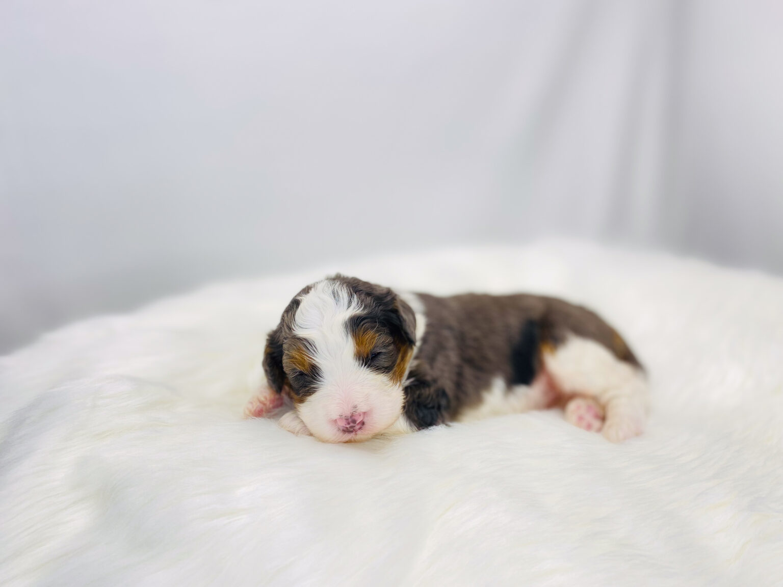 I am just a tiny baby and would love to join your family soon! Of course, you can’t see how cute and curly I will be when I get older, so the Dog Club will send updated photos when I am about 6 to 7 weeks old, if you choose to adopt me. Infant puppy deposits are refundable or transferrable.