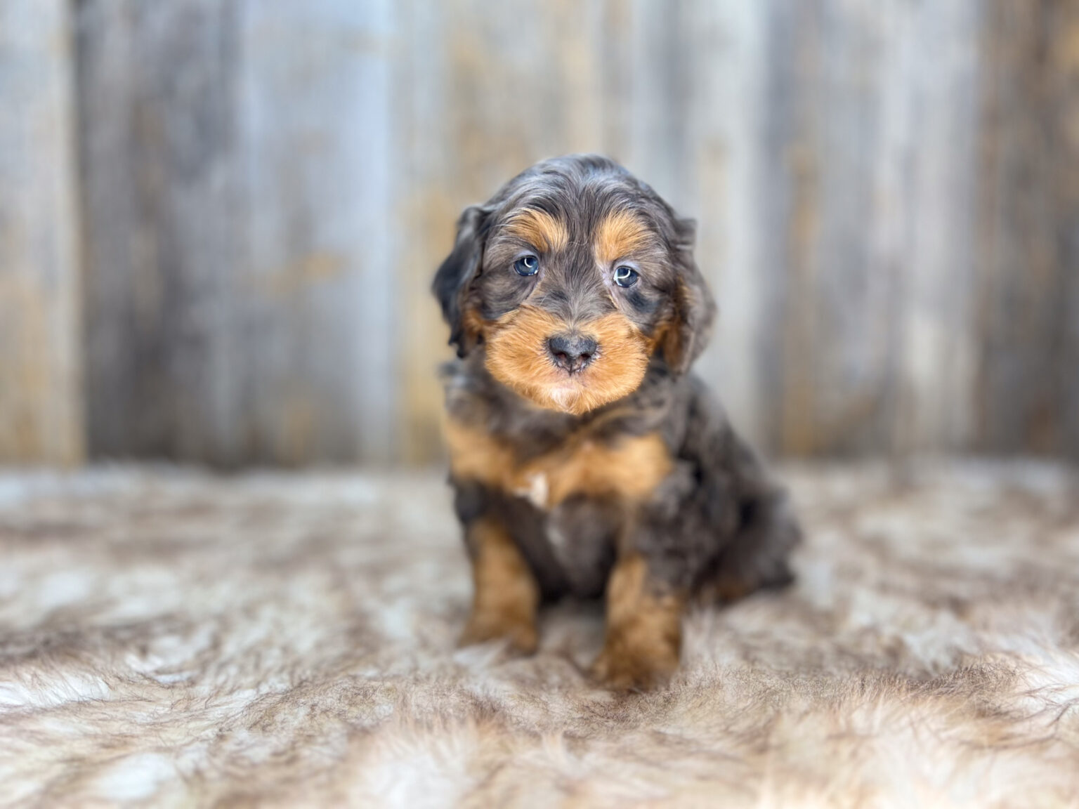 I am just a tiny baby and would love to join your family soon! Of course, you can’t see how cute and curly I will be when I get older, so the Dog Club will send updated photos when I am about 6 to 7 weeks old, if you choose to adopt me. Infant puppy deposits are refundable or transferrable.