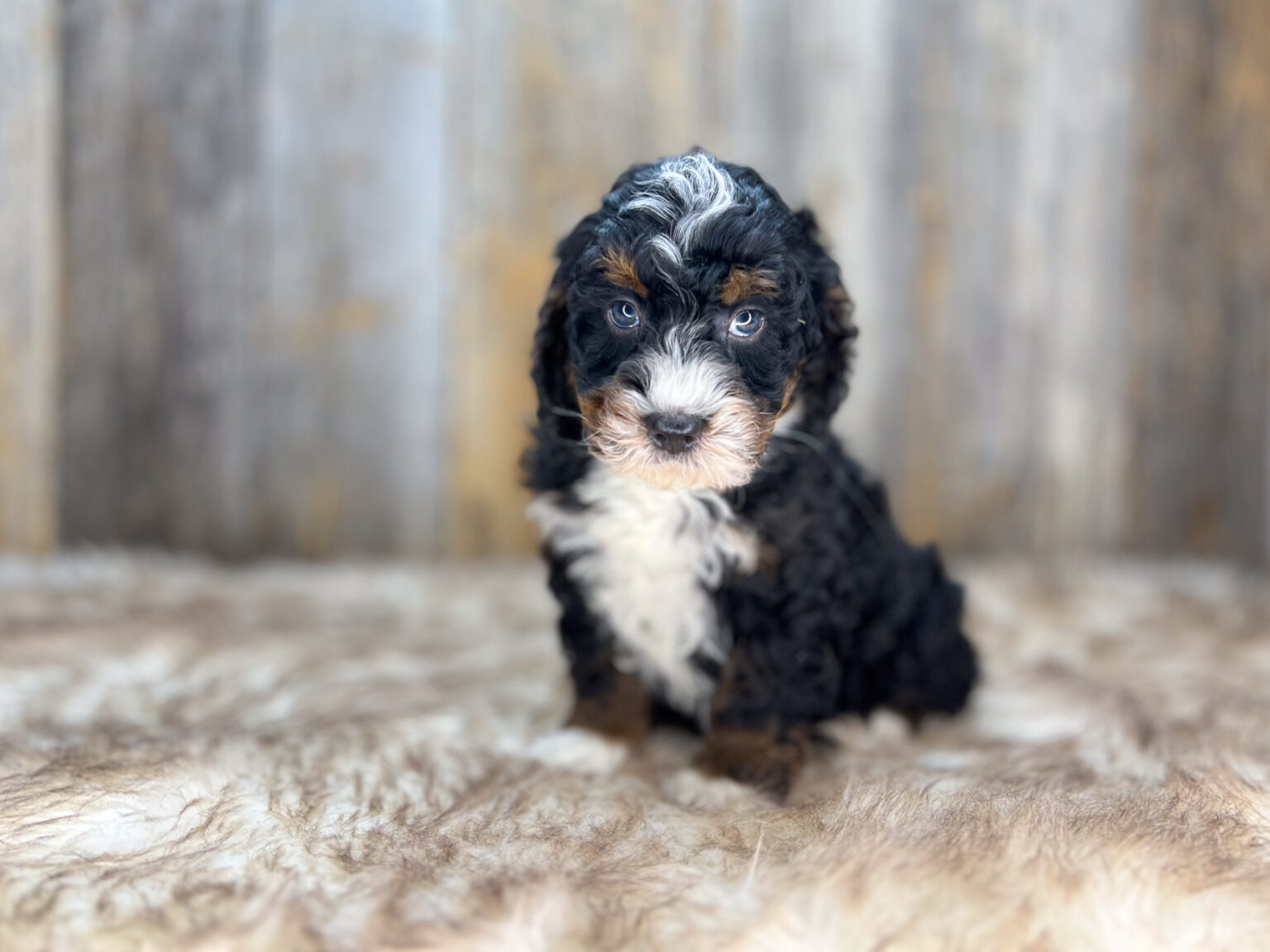 I am just a tiny baby and would love to join your family soon! Of course, you can’t see how cute and curly I will be when I get older, so the Dog Club will send updated photos when I am about 6 to 7 weeks old, if you choose to adopt me. Infant puppy deposits are refundable or transferrable.