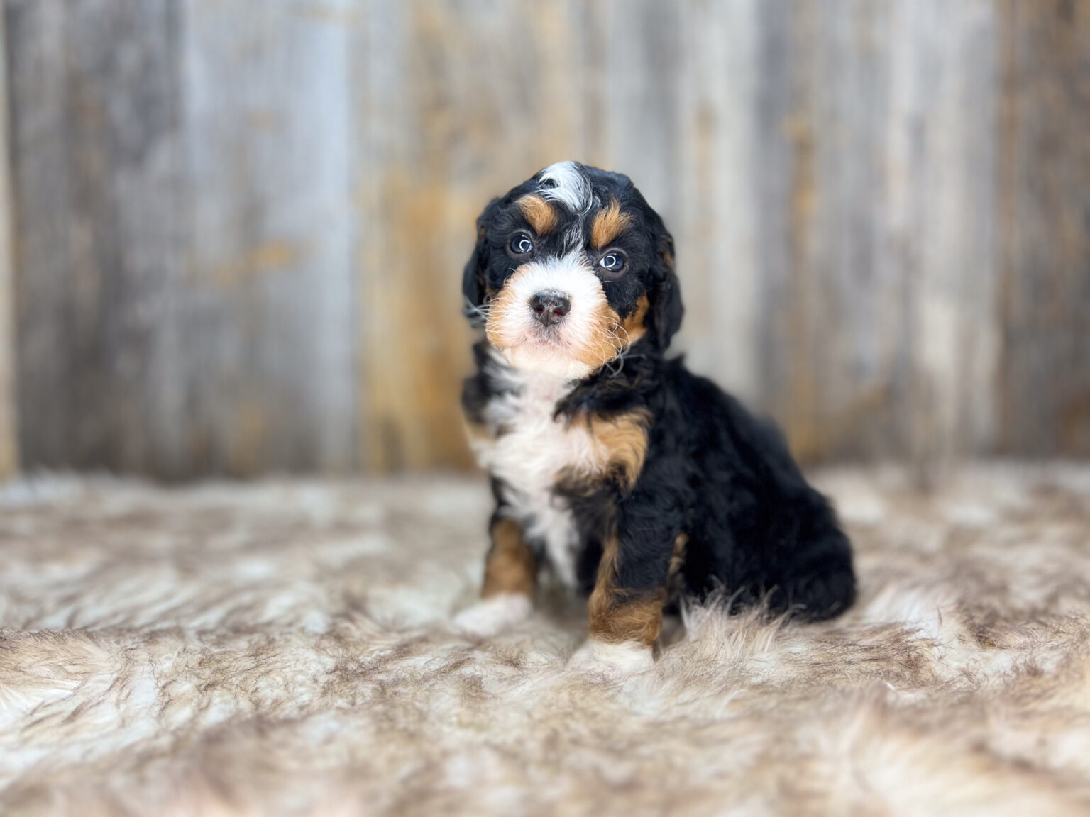 I am just a tiny baby and would love to join your family soon! Of course, you can’t see how cute and curly I will be when I get older, so the Dog Club will send updated photos when I am about 6 to 7 weeks old, if you choose to adopt me. Infant puppy deposits are refundable or transferrable.
