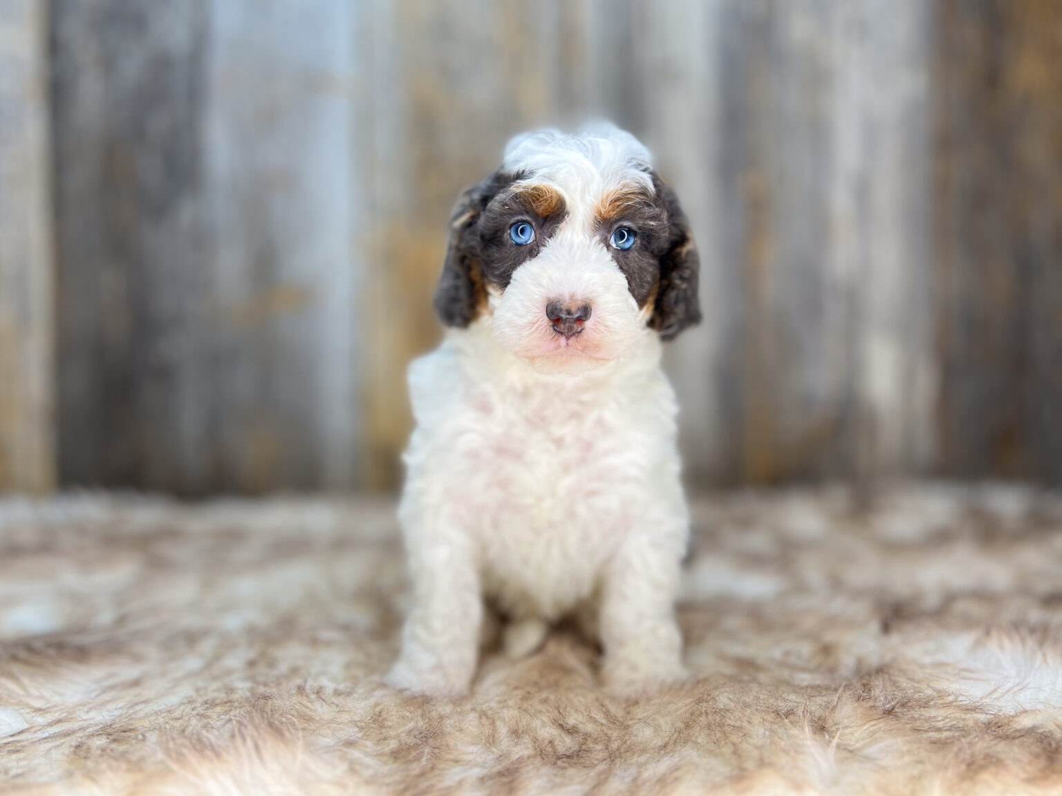 I am just a tiny baby and would love to join your family soon! Of course, you can’t see how cute and curly I will be when I get older, so the Dog Club will send updated photos when I am about 6 to 7 weeks old, if you choose to adopt me. Infant puppy deposits are refundable or transferrable.