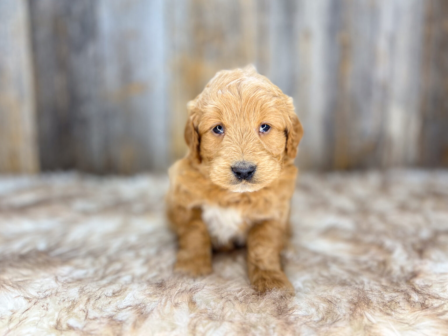 I am just a tiny baby and would love to join your family soon! Of course, you can’t see how cute and curly I will be when I get older, so the Dog Club will send updated photos when I am about 6 to 7 weeks old, if you choose to adopt me. Infant puppy deposits are refundable or transferrable.