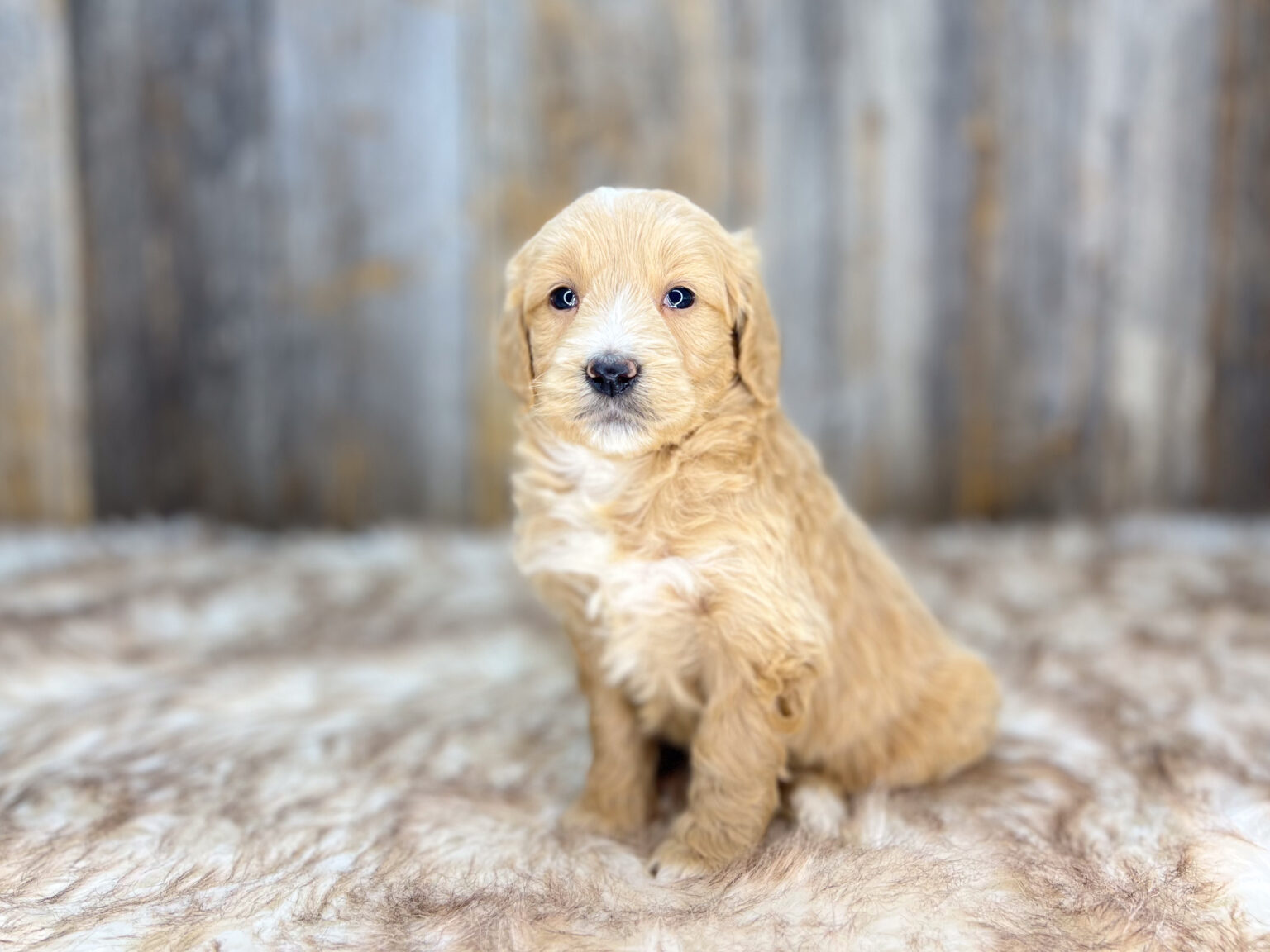 I am just a tiny baby and would love to join your family soon! Of course, you can’t see how cute and curly I will be when I get older, so the Dog Club will send updated photos when I am about 6 to 7 weeks old, if you choose to adopt me. Infant puppy deposits are refundable or transferrable.