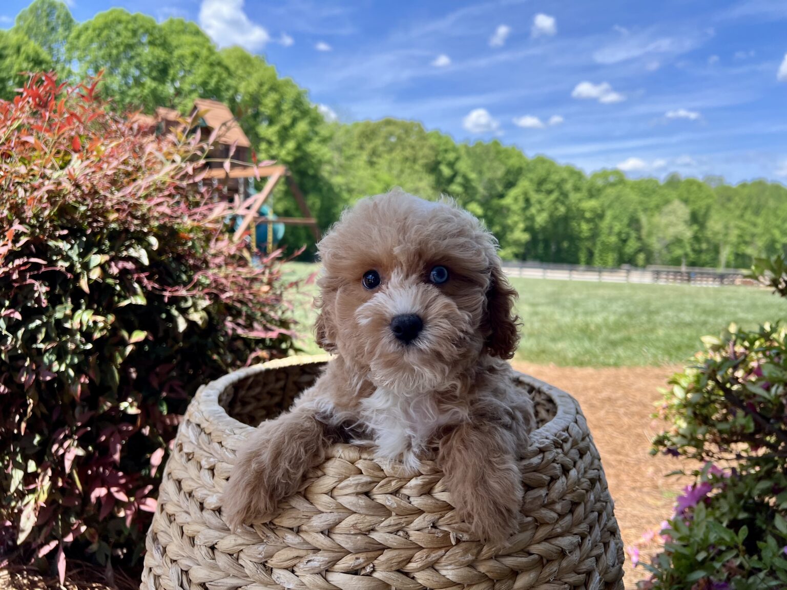 Price reduction is a reflection of a recessed vulva