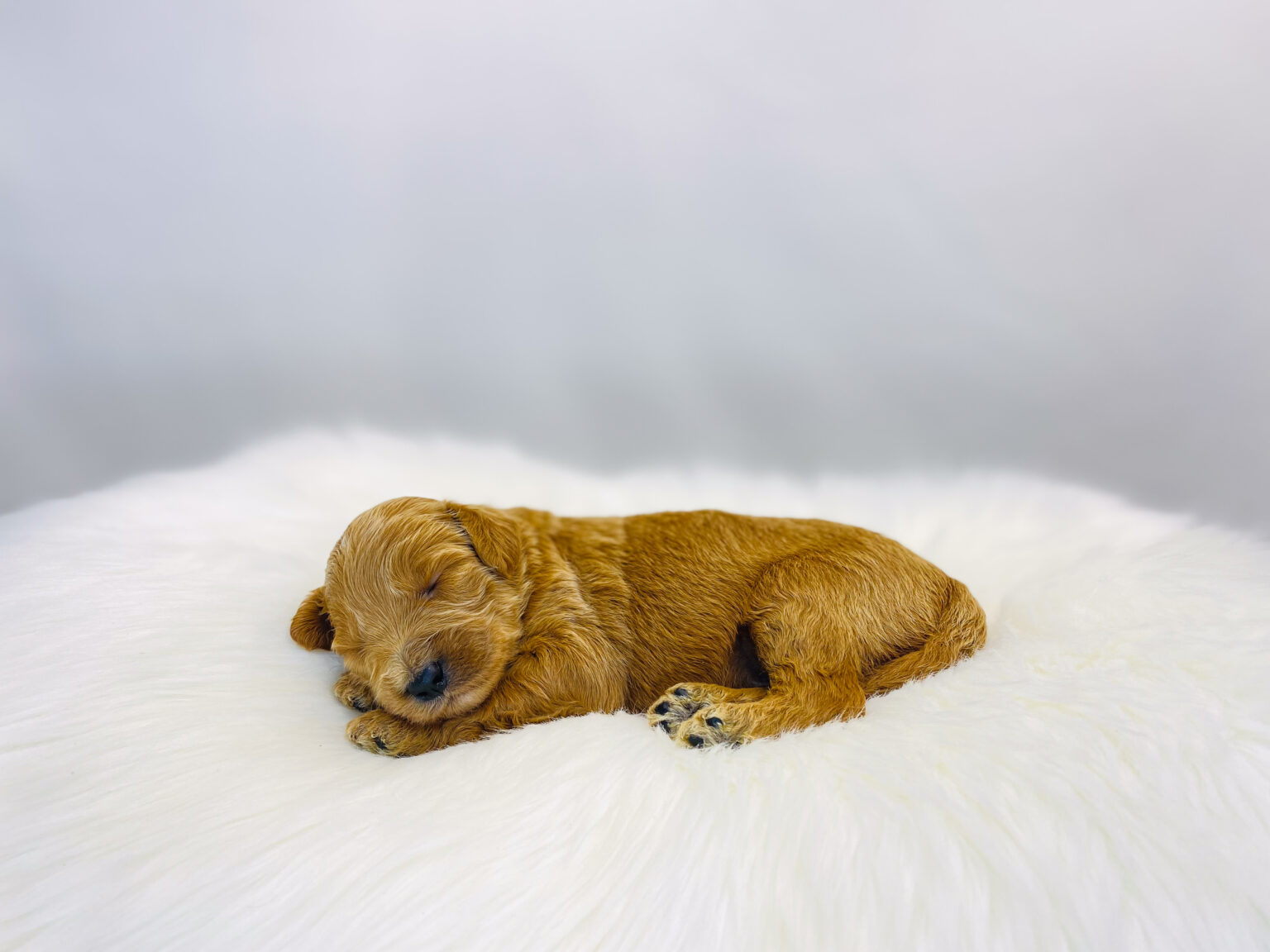 I am just a tiny baby and would love to join your family soon! Of course, you can’t see how cute and curly I will be when I get older, so the Dog Club will send updated photos when I am about 6 to 7 weeks old, if you choose to adopt me. Infant puppy deposits are refundable or transferrable.