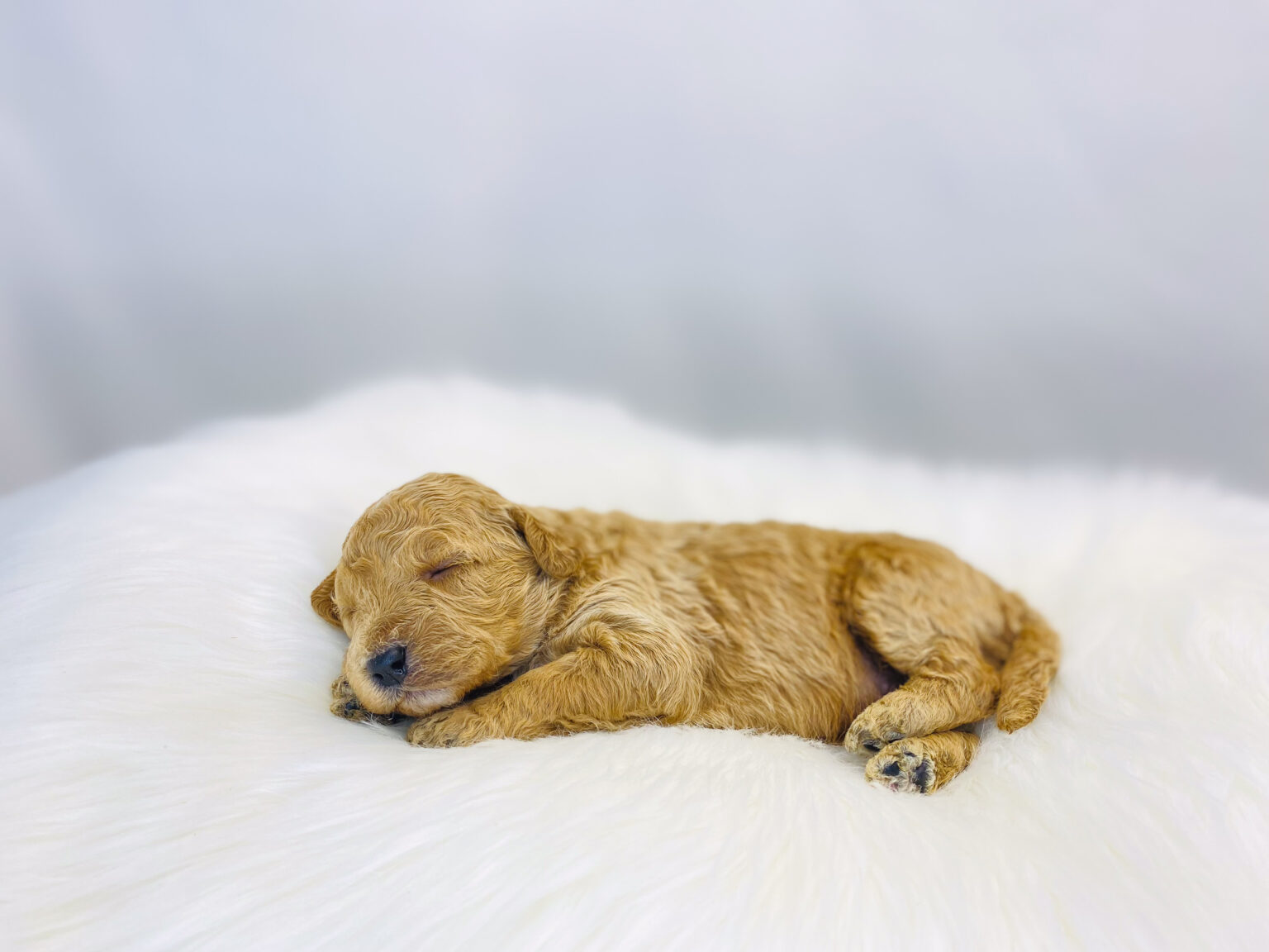 I am just a tiny baby and would love to join your family soon! Of course, you can’t see how cute and curly I will be when I get older, so the Dog Club will send updated photos when I am about 6 to 7 weeks old, if you choose to adopt me. Infant puppy deposits are refundable or transferrable.
