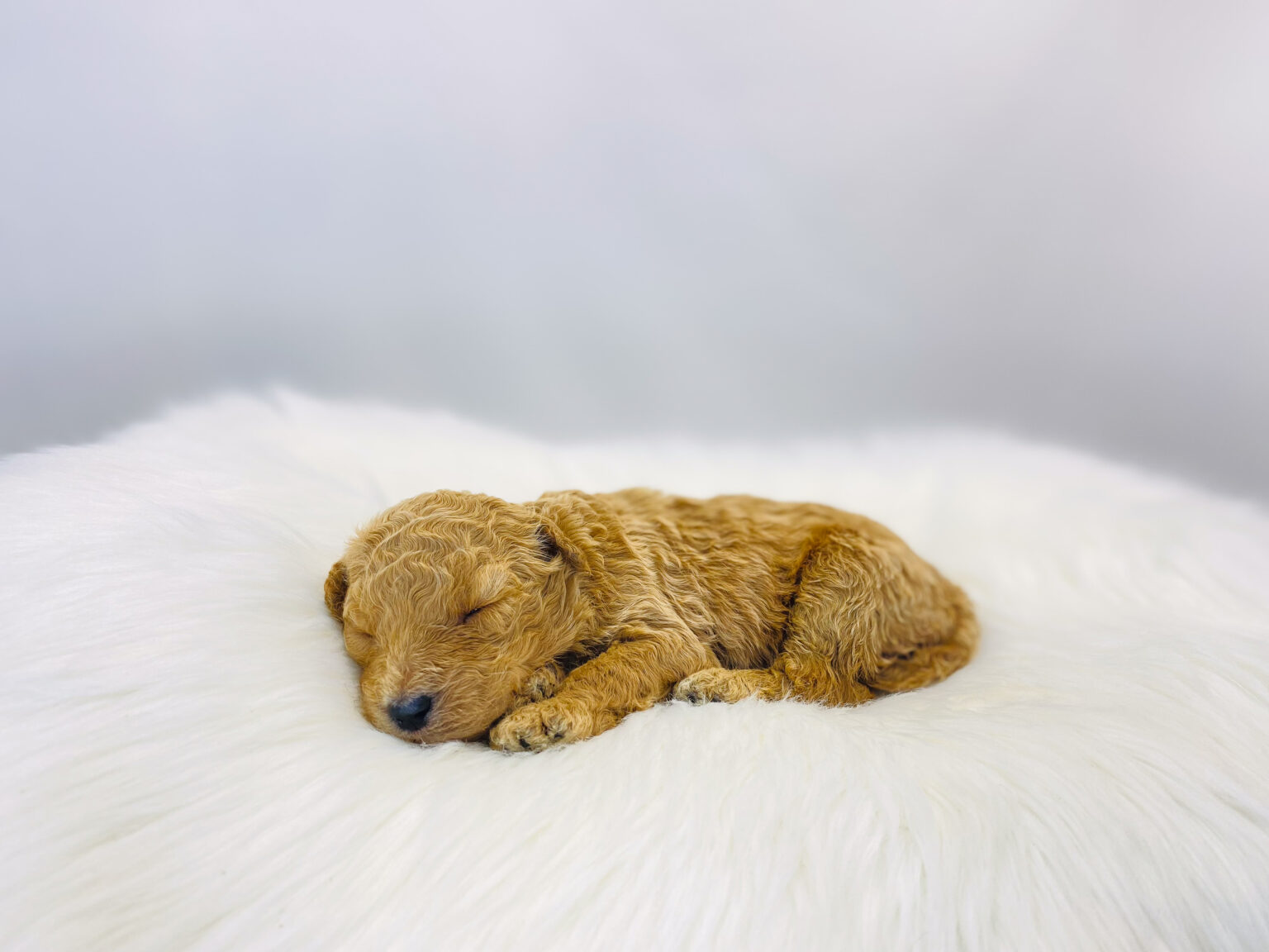 I am just a tiny baby and would love to join your family soon! Of course, you can’t see how cute and curly I will be when I get older, so the Dog Club will send updated photos when I am about 6 to 7 weeks old, if you choose to adopt me. Infant puppy deposits are refundable or transferrable.