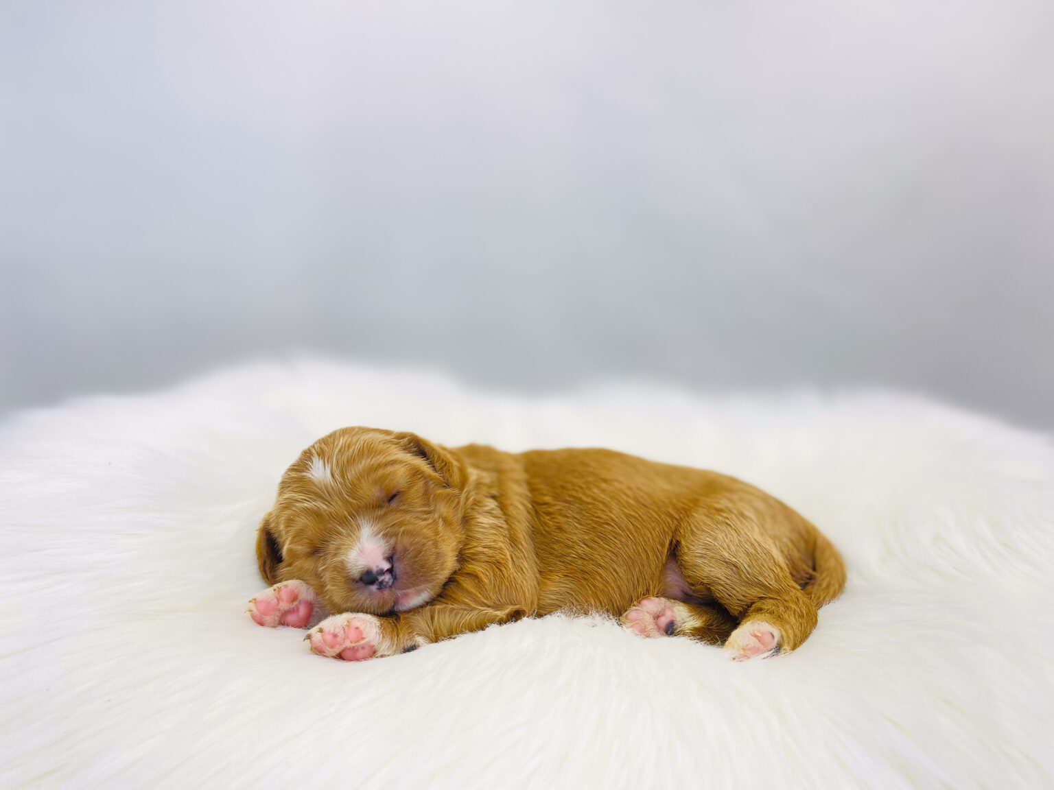 I am just a tiny baby and would love to join your family soon! Of course, you can’t see how cute and curly I will be when I get older, so the Dog Club will send updated photos when I am about 6 to 7 weeks old, if you choose to adopt me. Infant puppy deposits are refundable or transferrable.