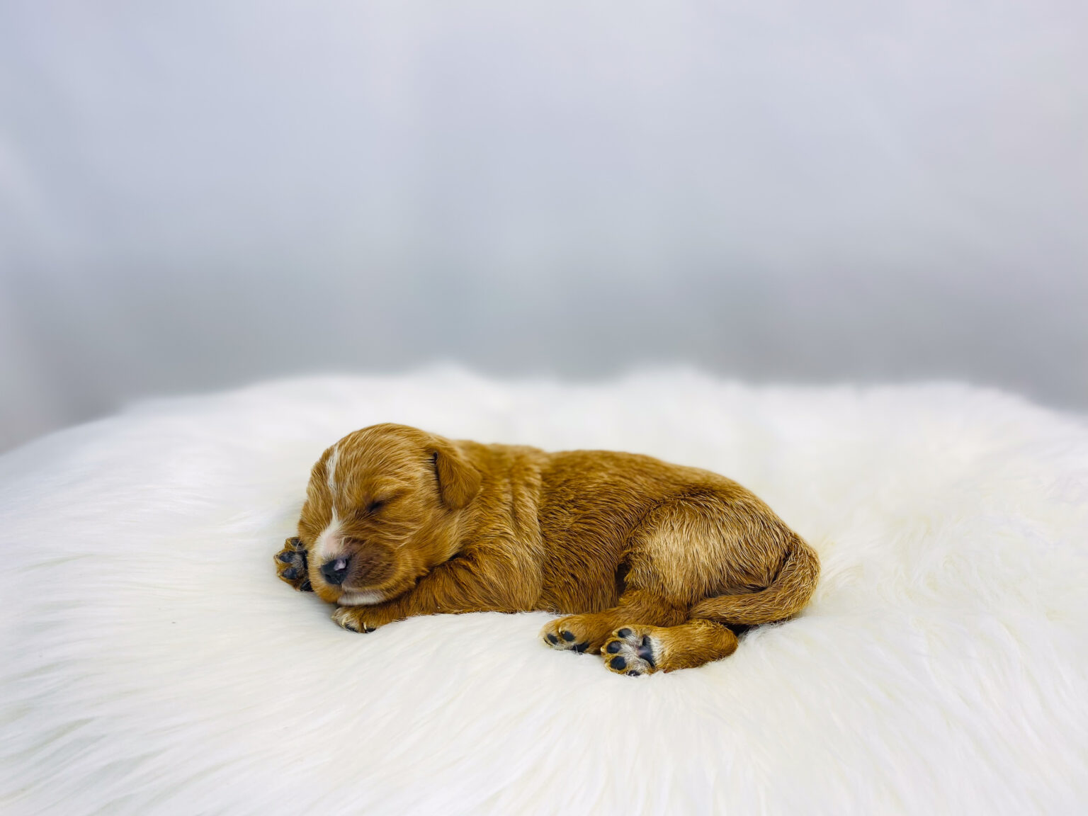 I am just a tiny baby and would love to join your family soon! Of course, you can’t see how cute and curly I will be when I get older, so the Dog Club will send updated photos when I am about 6 to 7 weeks old, if you choose to adopt me. Infant puppy deposits are refundable or transferrable.