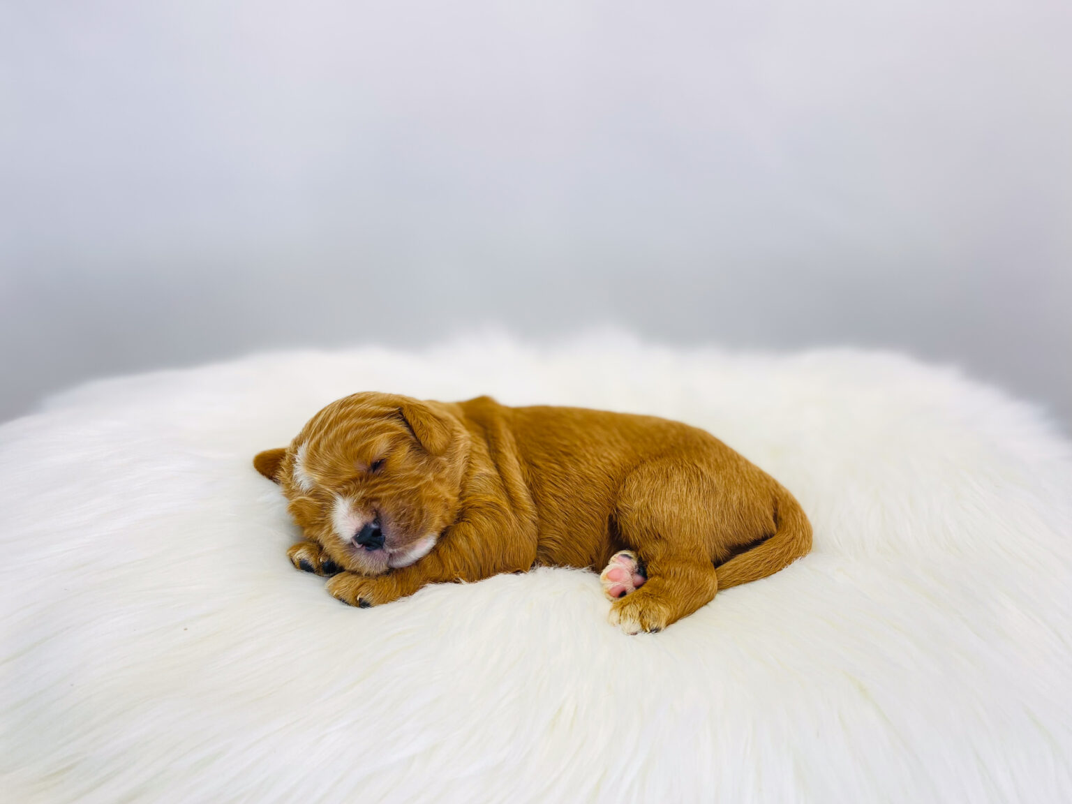 I am just a tiny baby and would love to join your family soon! Of course, you can’t see how cute and curly I will be when I get older, so the Dog Club will send updated photos when I am about 6 to 7 weeks old, if you choose to adopt me. Infant puppy deposits are refundable or transferrable.