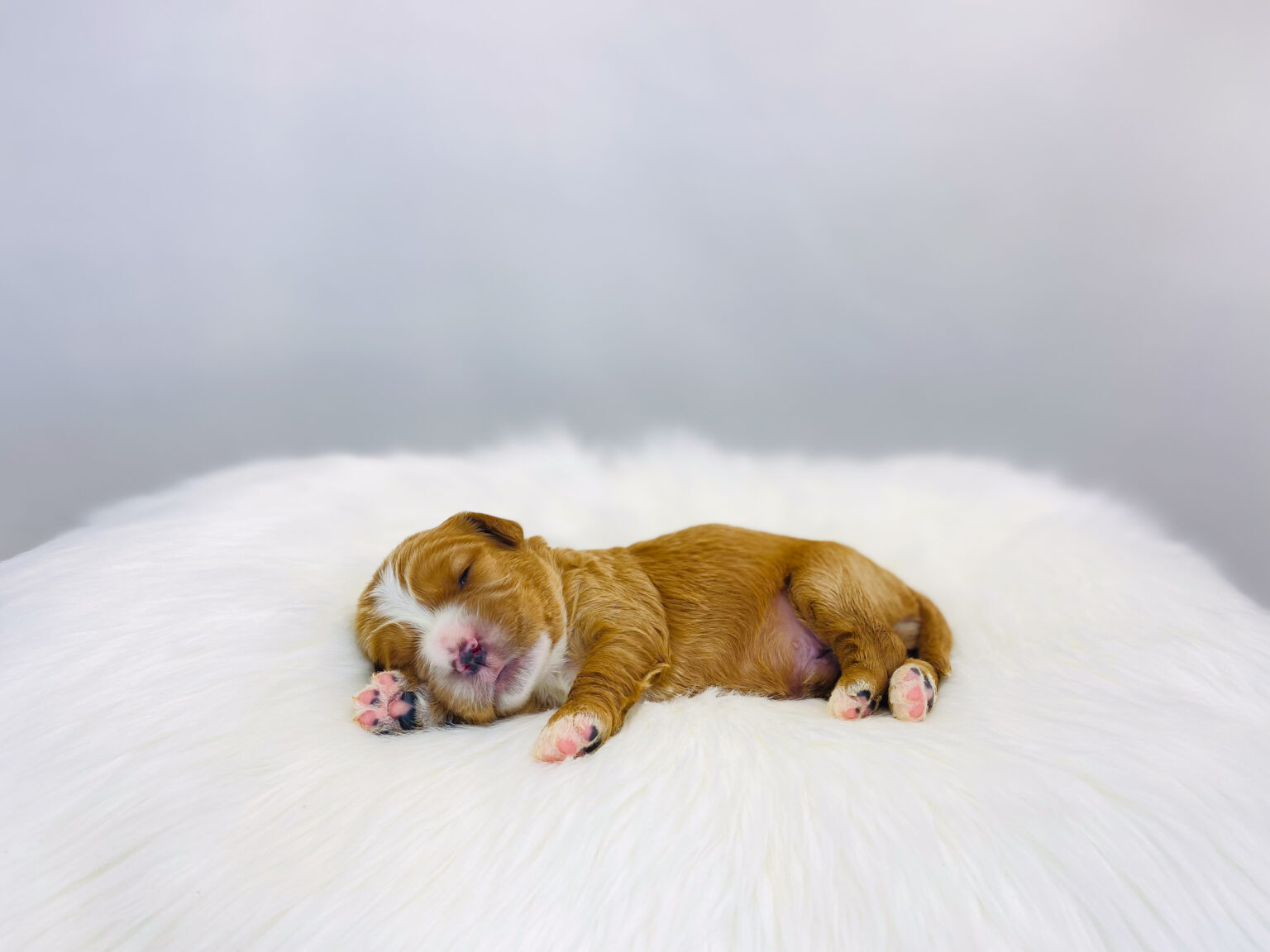 I am just a tiny baby and would love to join your family soon! Of course, you can’t see how cute and curly I will be when I get older, so the Dog Club will send updated photos when I am about 6 to 7 weeks old, if you choose to adopt me. Infant puppy deposits are refundable or transferrable.
