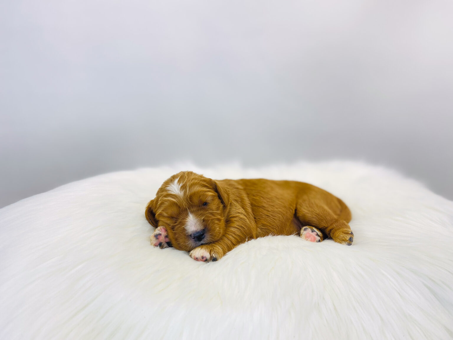 I am just a tiny baby and would love to join your family soon! Of course, you can’t see how cute and curly I will be when I get older, so the Dog Club will send updated photos when I am about 6 to 7 weeks old, if you choose to adopt me. Infant puppy deposits are refundable or transferrable.