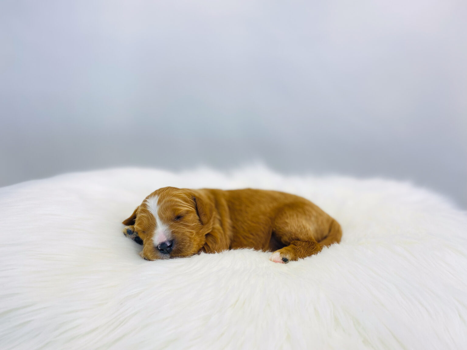 I am just a tiny baby and would love to join your family soon! Of course, you can’t see how cute and curly I will be when I get older, so the Dog Club will send updated photos when I am about 6 to 7 weeks old, if you choose to adopt me. Infant puppy deposits are refundable or transferrable.