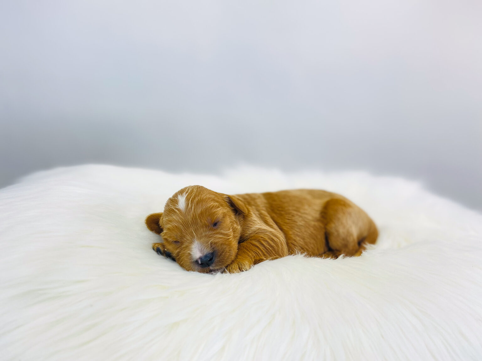 I am just a tiny baby and would love to join your family soon! Of course, you can’t see how cute and curly I will be when I get older, so the Dog Club will send updated photos when I am about 6 to 7 weeks old, if you choose to adopt me. Infant puppy deposits are refundable or transferrable.