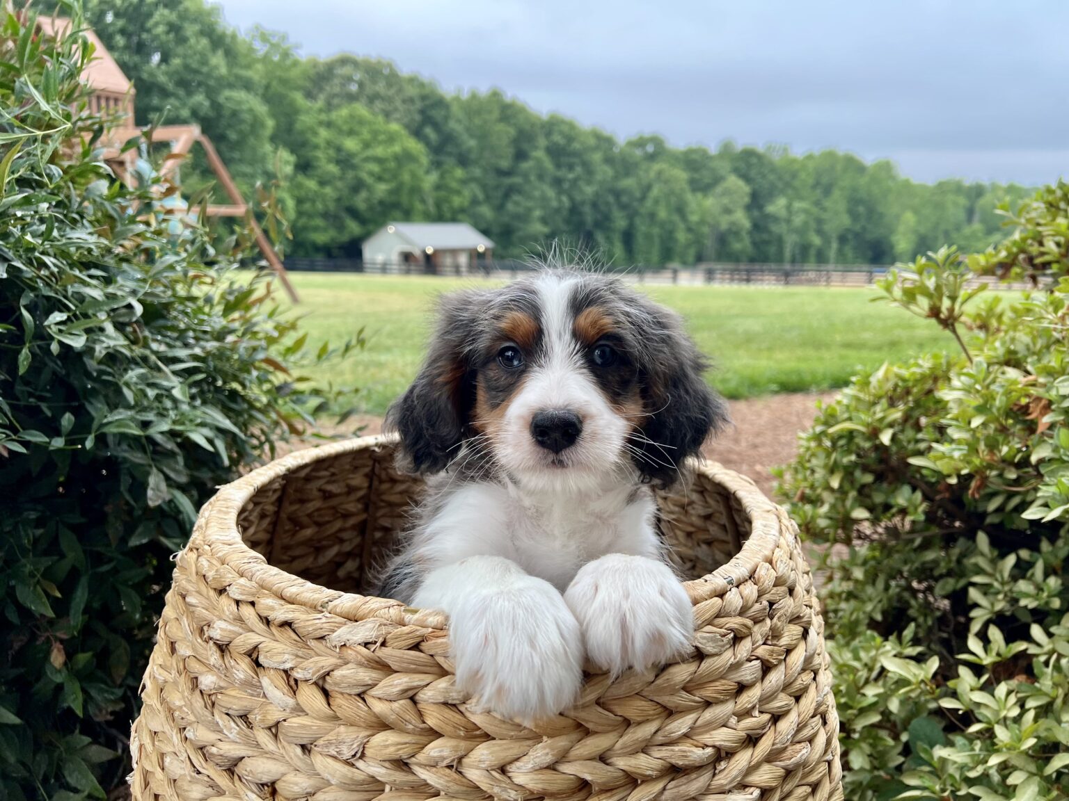 I am just a tiny baby and would love to join your family soon! Of course, you can’t see how cute and curly I will be when I get older, so the Dog Club will send updated photos when I am about 6 to 7 weeks old, if you choose to adopt me. Infant puppy deposits are refundable or transferrable.