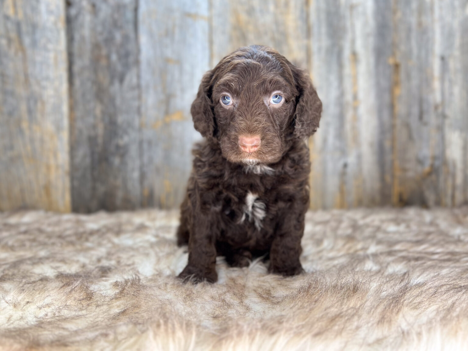 I am just a tiny baby and would love to join your family soon! Of course, you can’t see how cute and curly I will be when I get older, so the Dog Club will send updated photos when I am about 6 to 7 weeks old, if you choose to adopt me. Infant puppy deposits are refundable or transferrable.