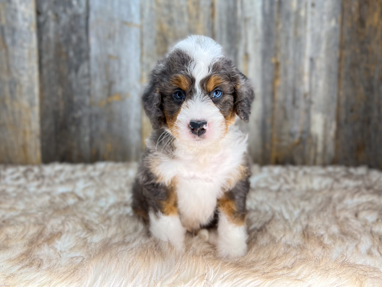 I am just a tiny baby and would love to join your family soon! Of course, you can’t see how cute and curly I will be when I get older, so the Dog Club will send updated photos when I am about 6 to 7 weeks old, if you choose to adopt me. Infant puppy deposits are refundable or transferrable.