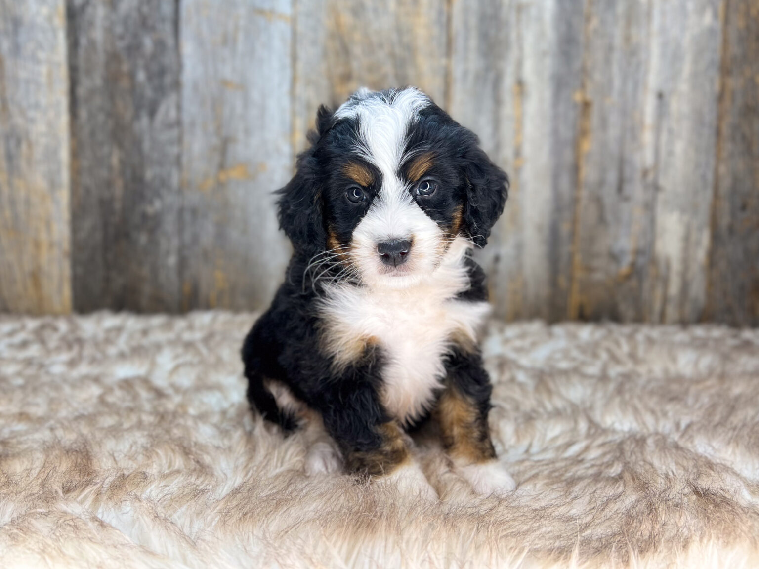 I am just a tiny baby and would love to join your family soon! Of course, you can’t see how cute and curly I will be when I get older, so the Dog Club will send updated photos when I am about 6 to 7 weeks old, if you choose to adopt me. Infant puppy deposits are refundable or transferrable.