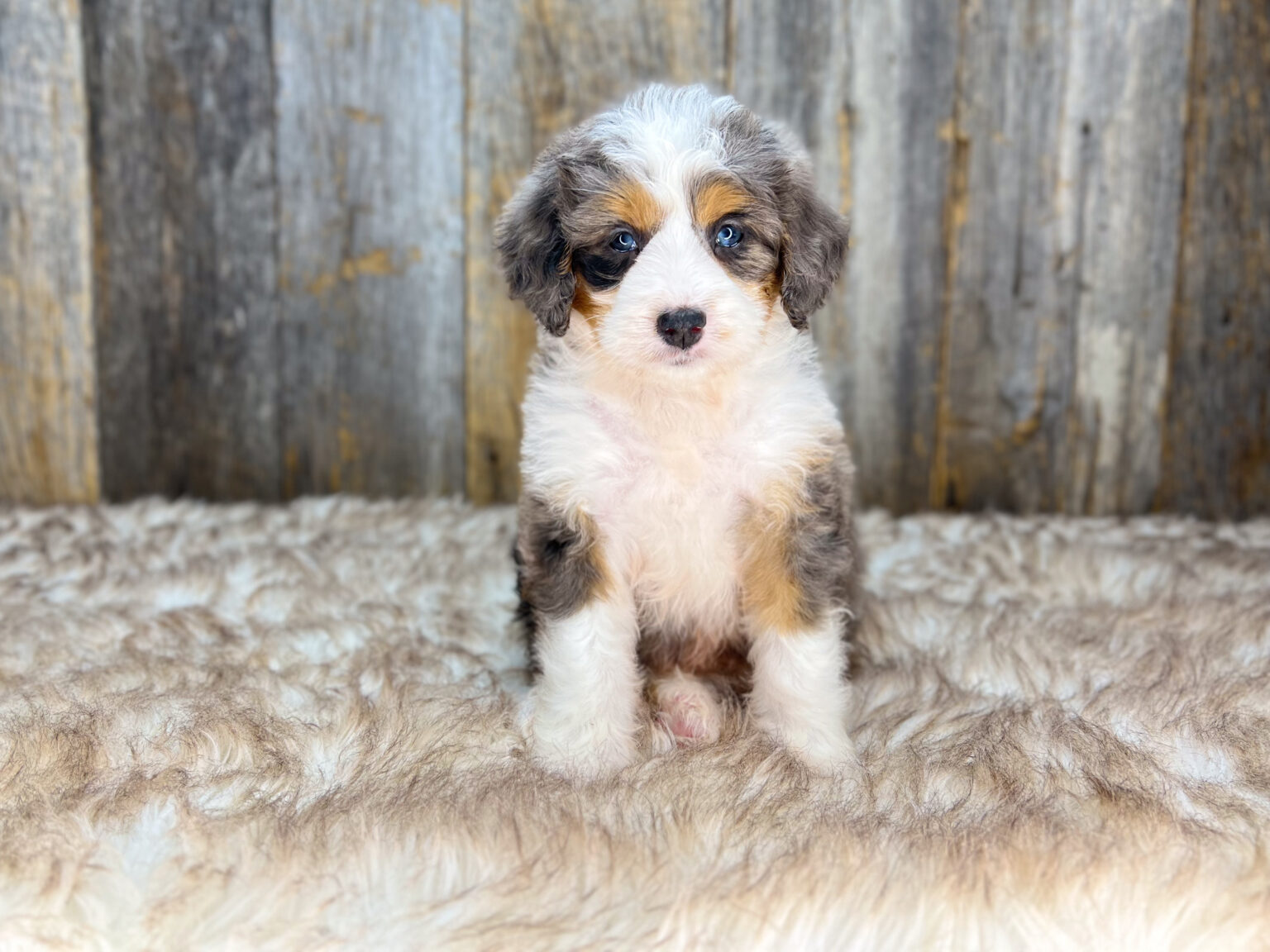 I am just a tiny baby and would love to join your family soon! Of course, you can’t see how cute and curly I will be when I get older, so the Dog Club will send updated photos when I am about 6 to 7 weeks old, if you choose to adopt me. Infant puppy deposits are refundable or transferrable.
