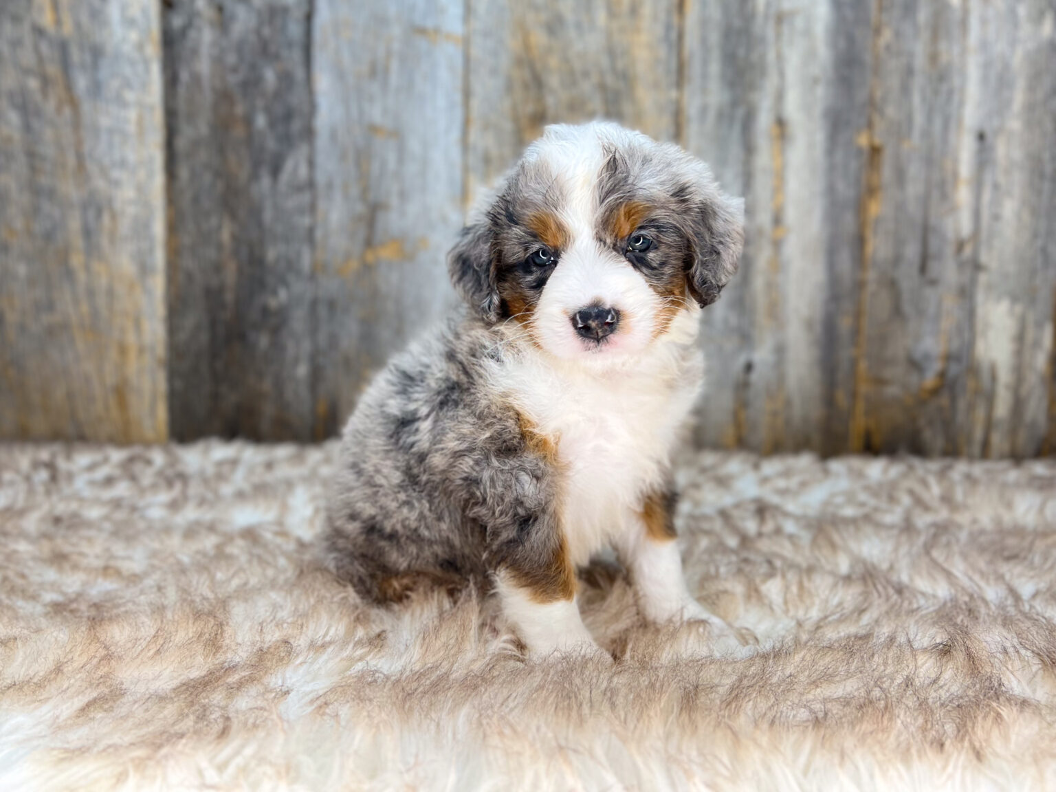 I am just a tiny baby and would love to join your family soon! Of course, you can’t see how cute and curly I will be when I get older, so the Dog Club will send updated photos when I am about 6 to 7 weeks old, if you choose to adopt me. Infant puppy deposits are refundable or transferrable.