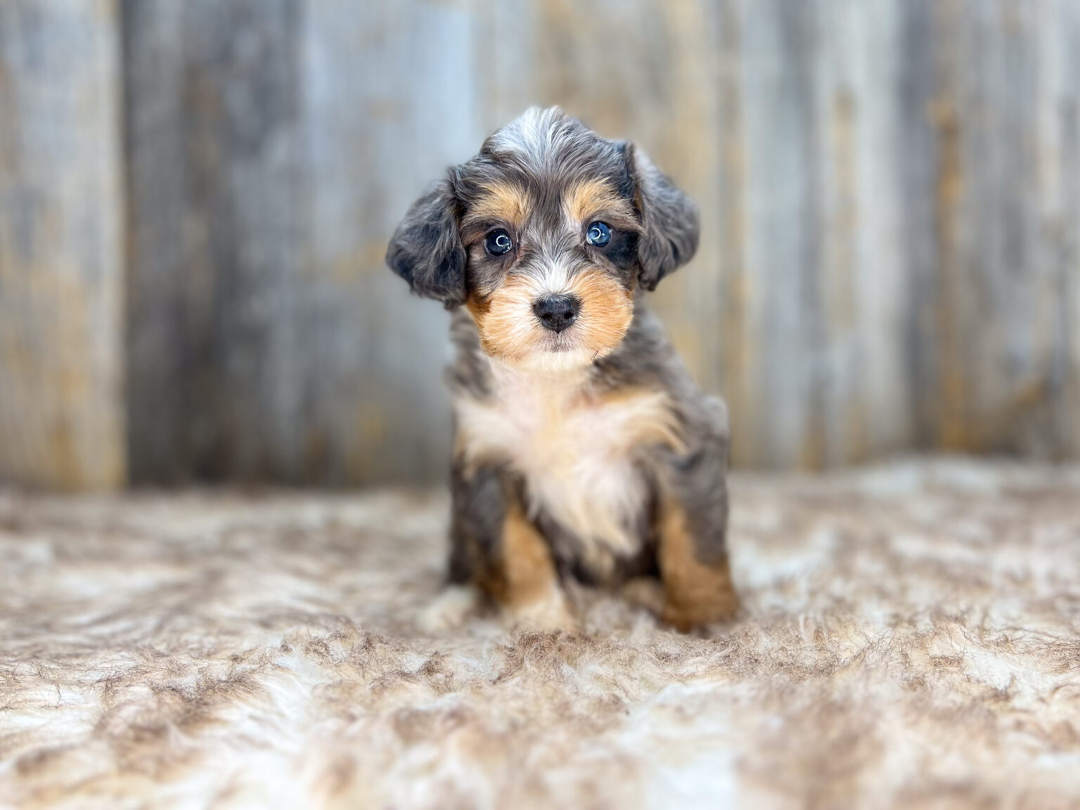 I am just a tiny baby and would love to join your family soon! Of course, you can’t see how cute and curly I will be when I get older, so the Dog Club will send updated photos when I am about 6 to 7 weeks old, if you choose to adopt me. Infant puppy deposits are refundable or transferrable.