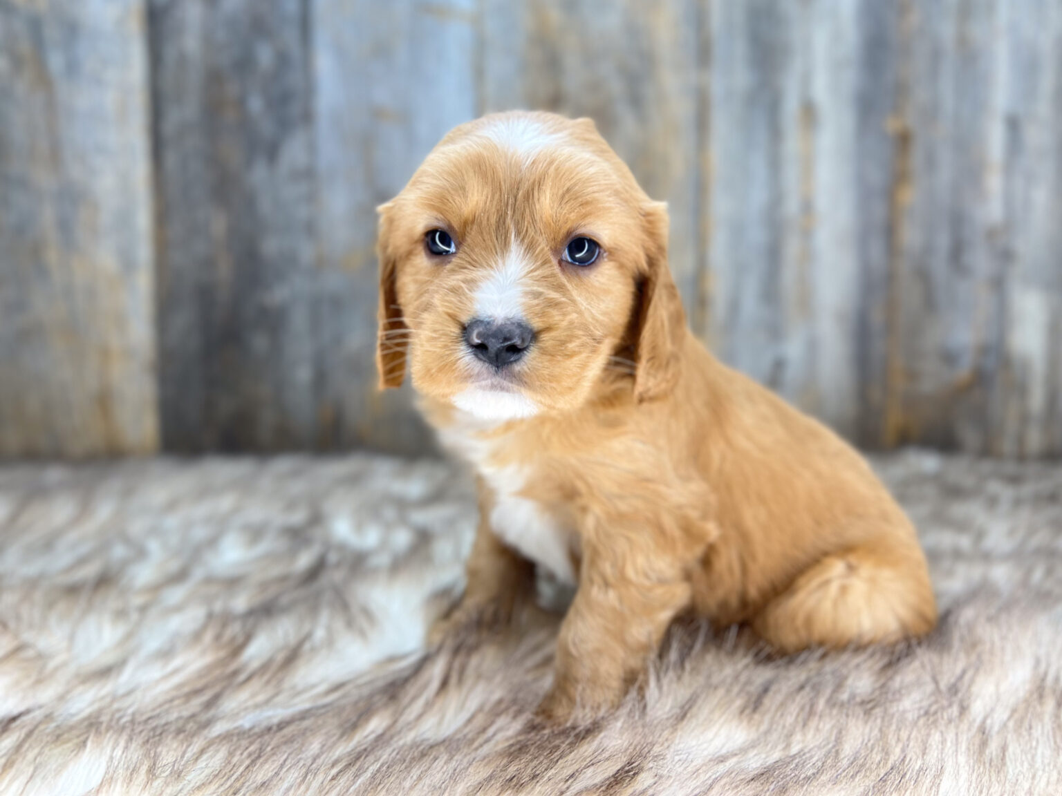 I am just a tiny baby and would love to join your family soon! Of course, you can’t see how cute and curly I will be when I get older, so the Dog Club will send updated photos when I am about 6 to 7 weeks old, if you choose to adopt me. Infant puppy deposits are refundable or transferrable.