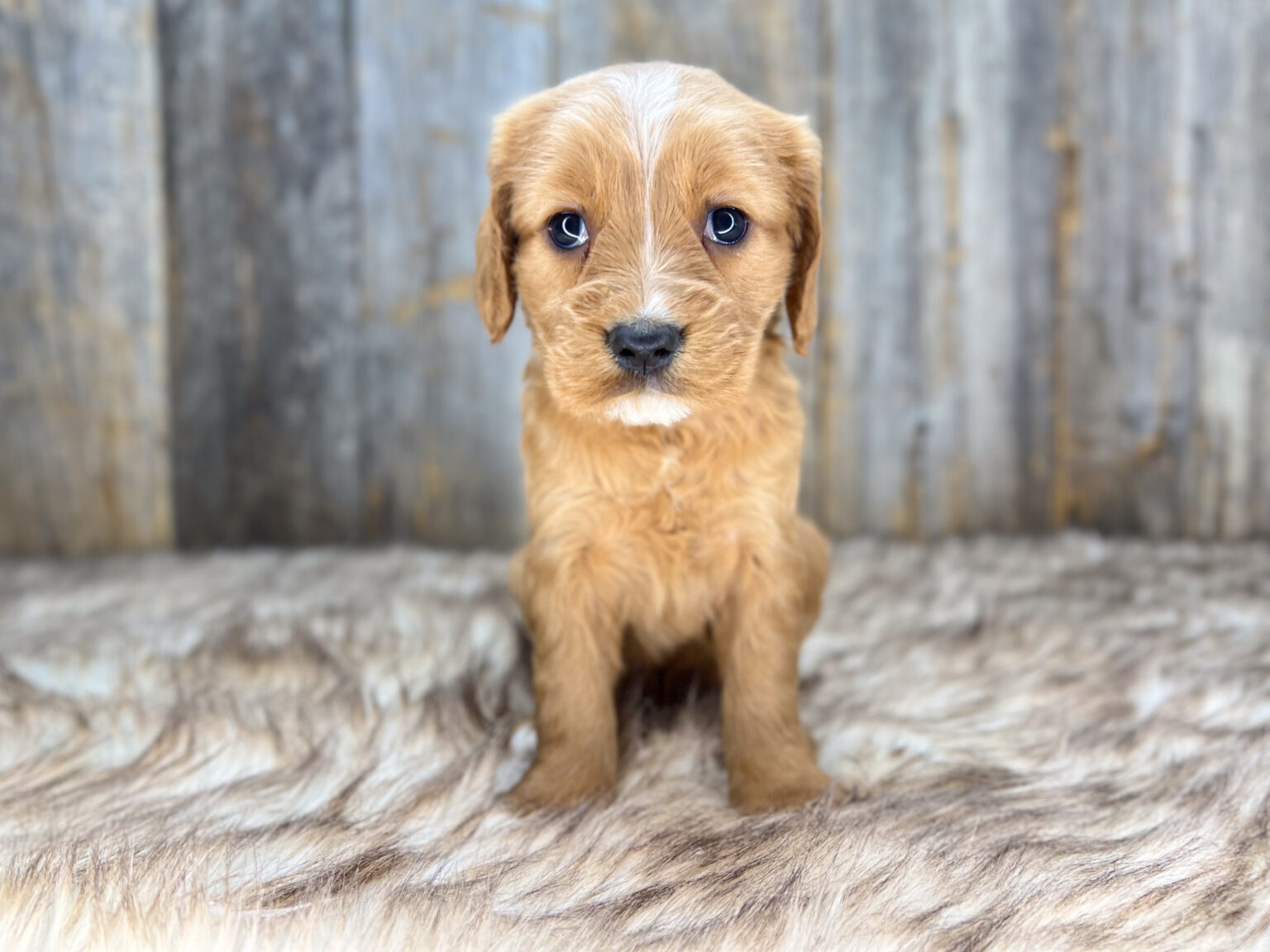 I am just a tiny baby and would love to join your family soon! Of course, you can’t see how cute and curly I will be when I get older, so the Dog Club will send updated photos when I am about 6 to 7 weeks old, if you choose to adopt me. Infant puppy deposits are refundable or transferrable.