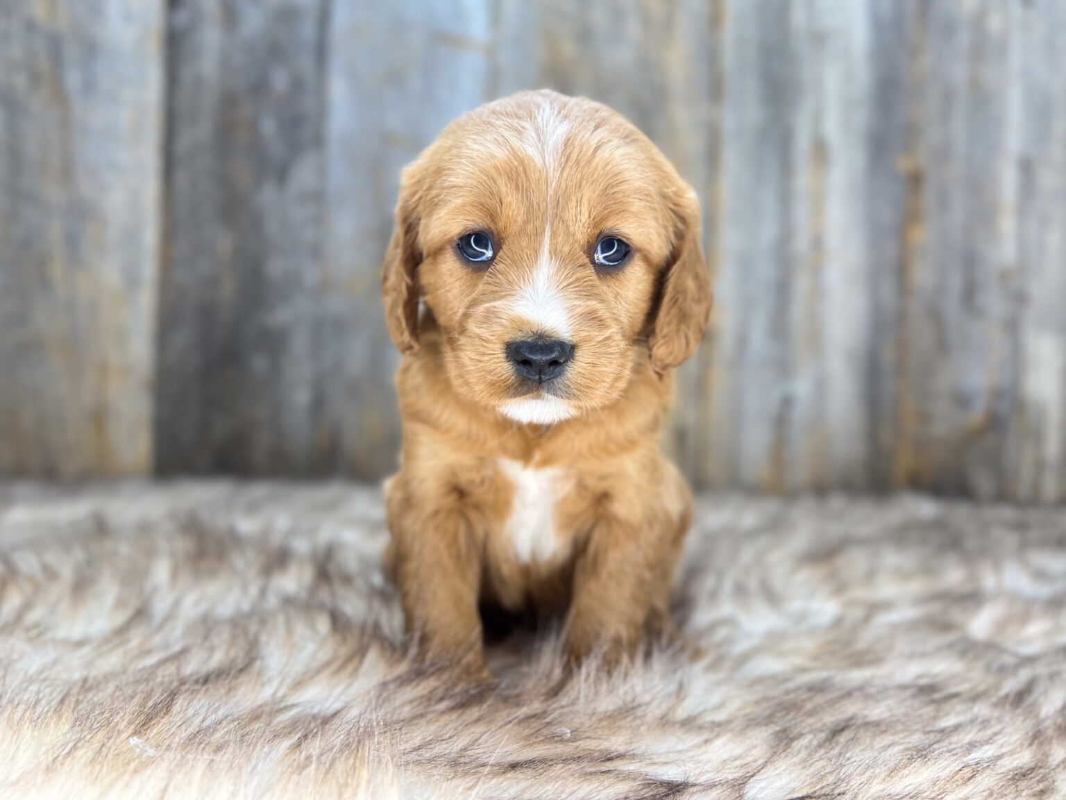 I am just a tiny baby and would love to join your family soon! Of course, you can’t see how cute and curly I will be when I get older, so the Dog Club will send updated photos when I am about 6 to 7 weeks old, if you choose to adopt me. Infant puppy deposits are refundable or transferrable.