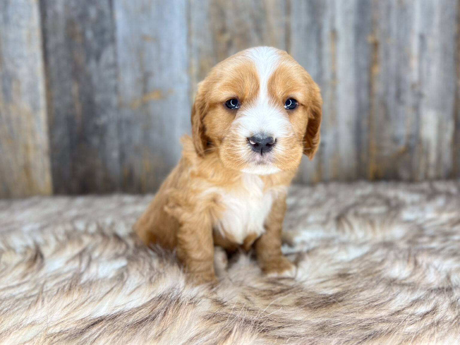 I am just a tiny baby and would love to join your family soon! Of course, you can’t see how cute and curly I will be when I get older, so the Dog Club will send updated photos when I am about 6 to 7 weeks old, if you choose to adopt me. Infant puppy deposits are refundable or transferrable.