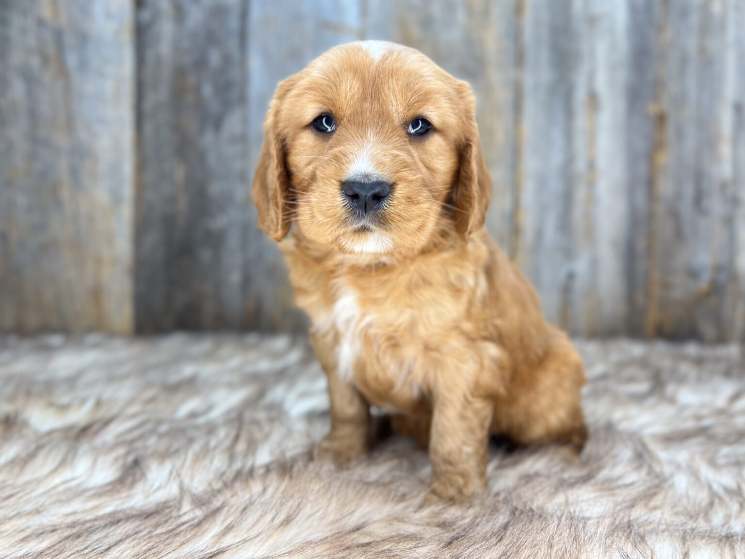 I am just a tiny baby and would love to join your family soon! Of course, you can’t see how cute and curly I will be when I get older, so the Dog Club will send updated photos when I am about 6 to 7 weeks old, if you choose to adopt me. Infant puppy deposits are refundable or transferrable.