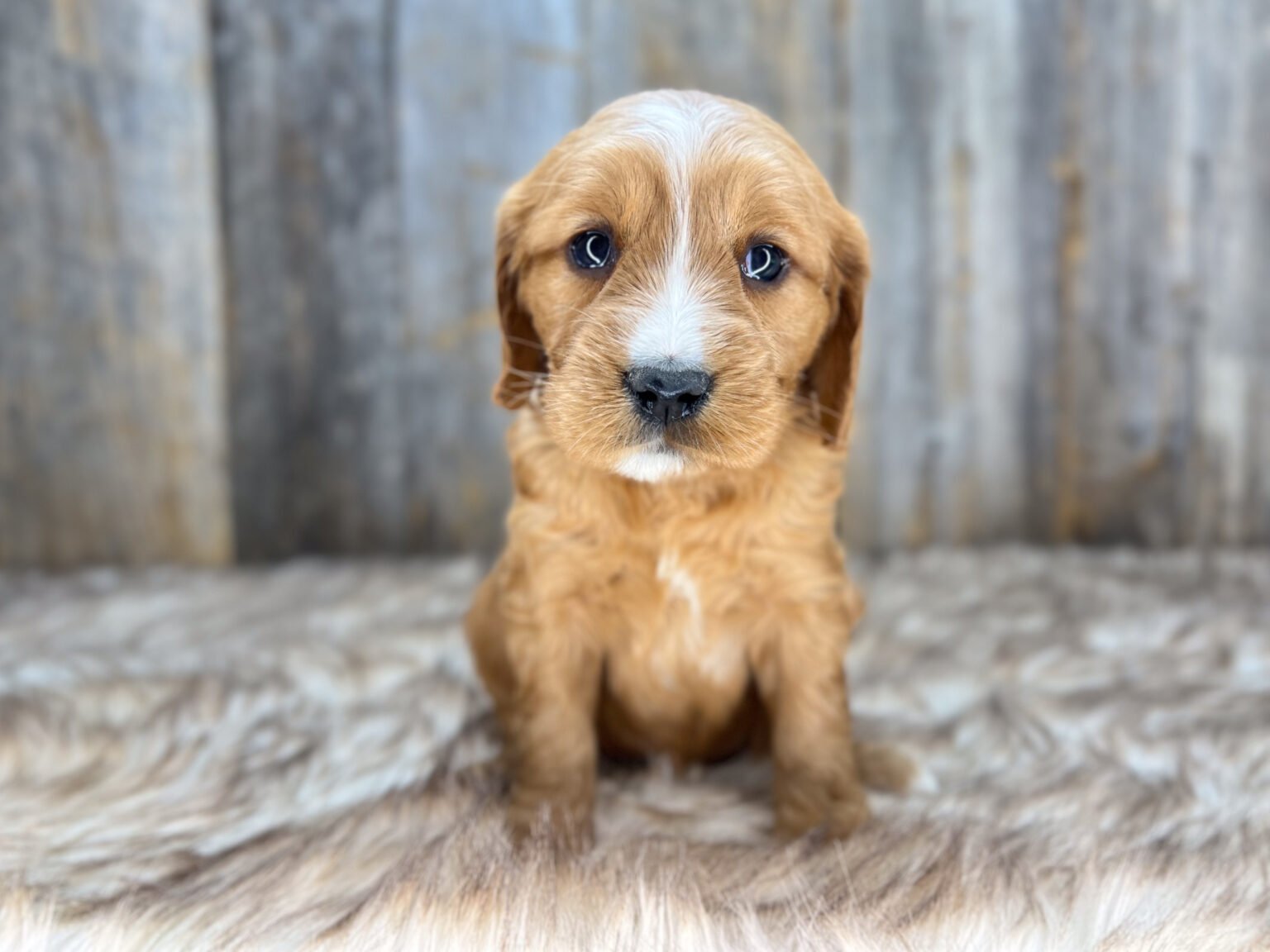 I am just a tiny baby and would love to join your family soon! Of course, you can’t see how cute and curly I will be when I get older, so the Dog Club will send updated photos when I am about 6 to 7 weeks old, if you choose to adopt me. Infant puppy deposits are refundable or transferrable.