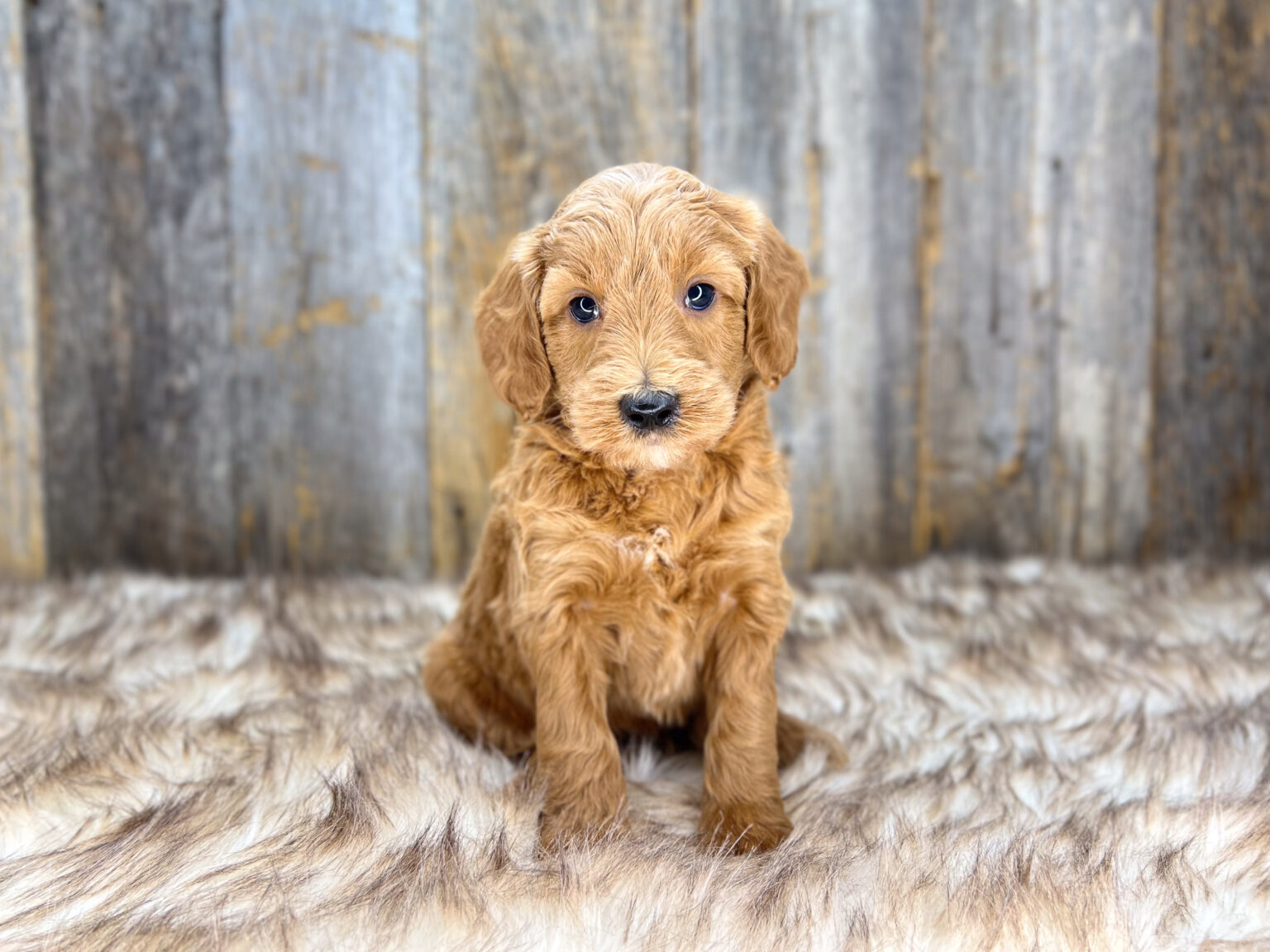 I am just a tiny baby and would love to join your family soon! Of course, you can’t see how cute and curly I will be when I get older, so the Dog Club will send updated photos when I am about 6 to 7 weeks old, if you choose to adopt me. Infant puppy deposits are refundable or transferrable.