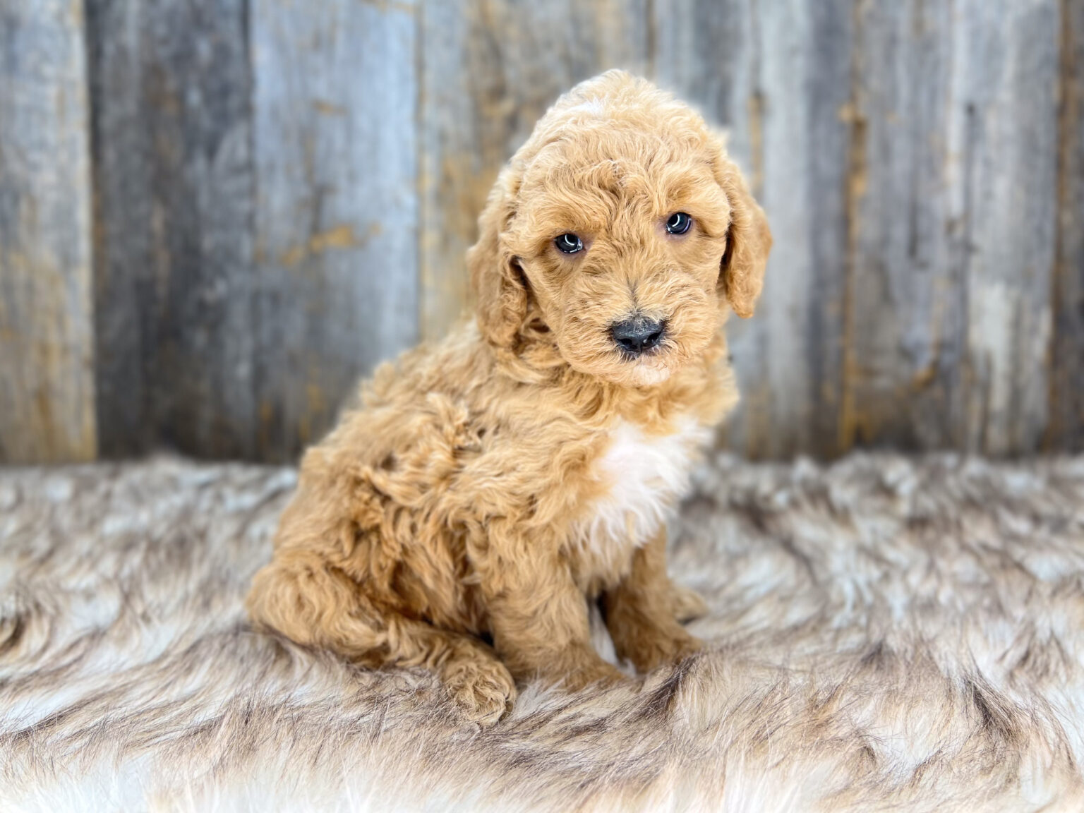 I am just a tiny baby and would love to join your family soon! Of course, you can’t see how cute and curly I will be when I get older, so the Dog Club will send updated photos when I am about 6 to 7 weeks old, if you choose to adopt me. Infant puppy deposits are refundable or transferrable.