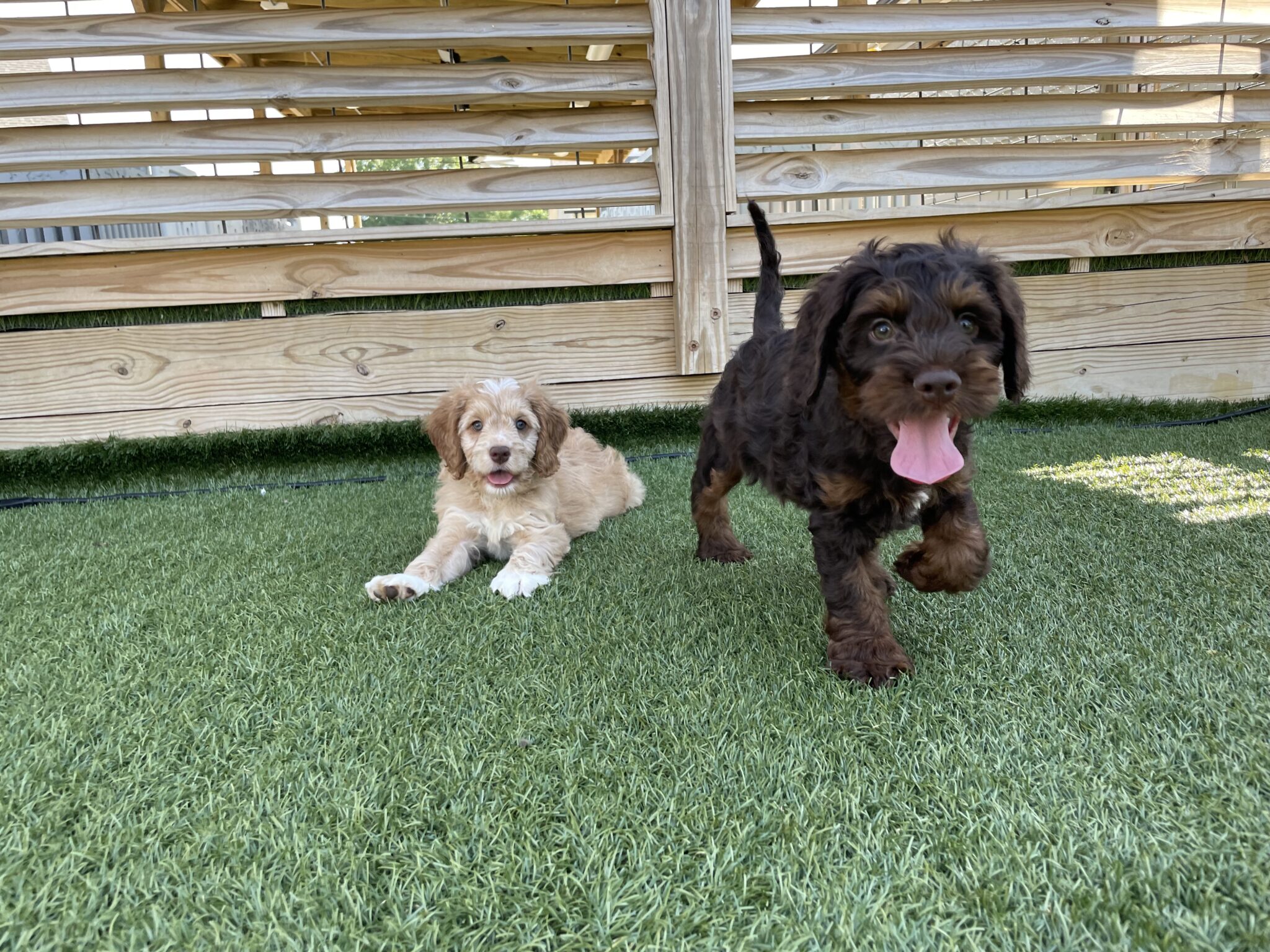 Cockapoo Puppies for Sale in Huntersville, NC | Charlotte Dog Club