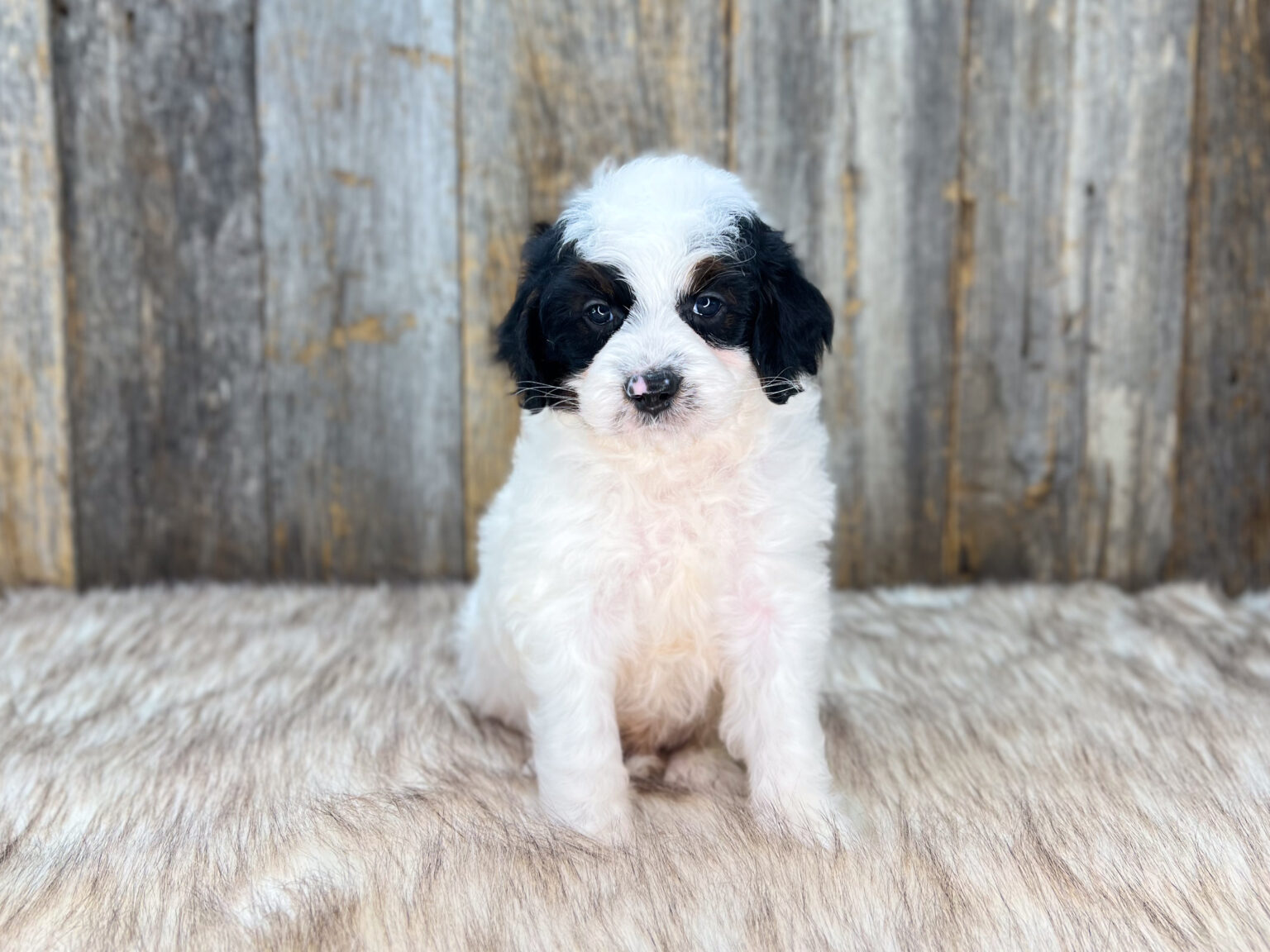 I am just a tiny baby and would love to join your family soon! Of course, you can’t see how cute and curly I will be when I get older, so the Dog Club will send updated photos when I am about 6 to 7 weeks old, if you choose to adopt me. Infant puppy deposits are refundable or transferrable.