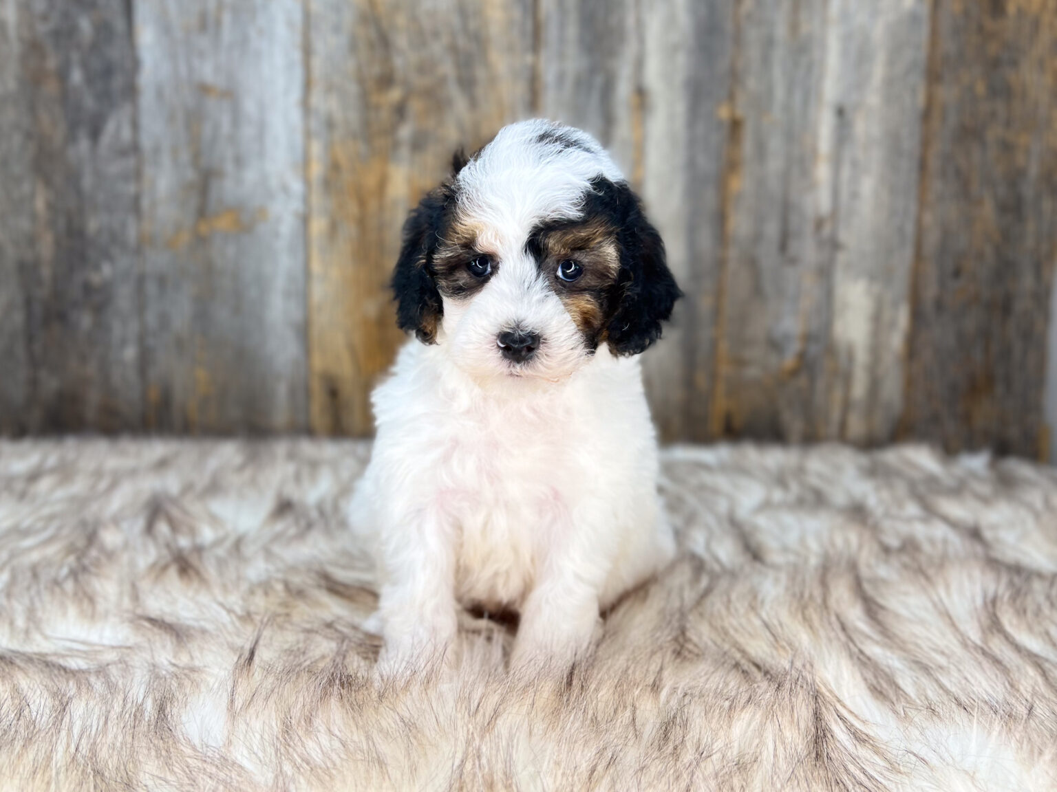 I am just a tiny baby and would love to join your family soon! Of course, you can’t see how cute and curly I will be when I get older, so the Dog Club will send updated photos when I am about 6 to 7 weeks old, if you choose to adopt me. Infant puppy deposits are refundable or transferrable.