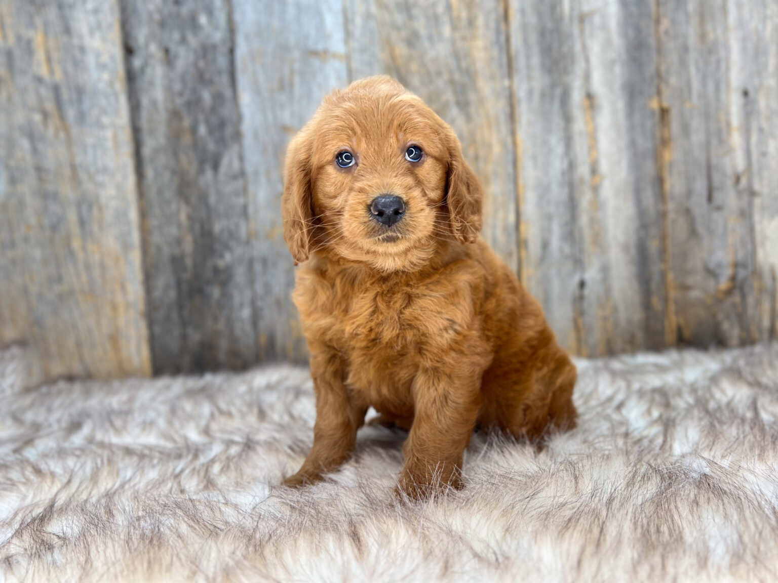I am just a tiny baby and would love to join your family soon! Of course, you can’t see how cute and curly I will be when I get older, so the Dog Club will send updated photos when I am about 6 to 7 weeks old, if you choose to adopt me. Infant puppy deposits are refundable or transferrable.