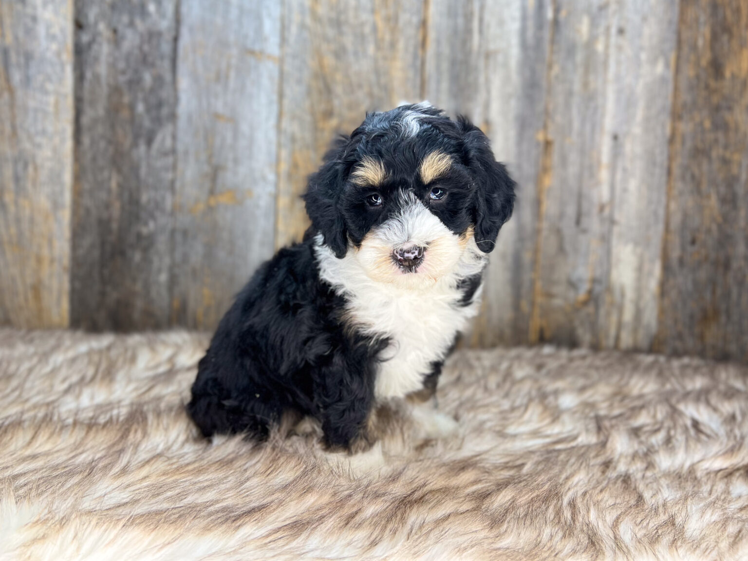 I am just a tiny baby and would love to join your family soon! Of course, you can’t see how cute and curly I will be when I get older, so the Dog Club will send updated photos when I am about 6 to 7 weeks old, if you choose to adopt me. Infant puppy deposits are refundable or transferrable.