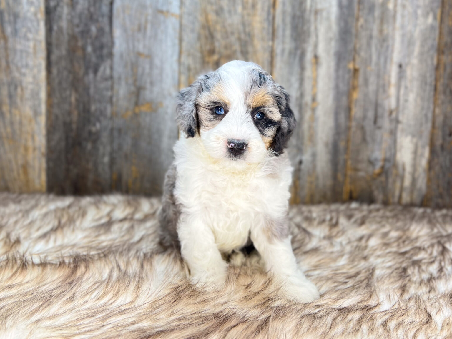 I am just a tiny baby and would love to join your family soon! Of course, you can’t see how cute and curly I will be when I get older, so the Dog Club will send updated photos when I am about 6 to 7 weeks old, if you choose to adopt me. Infant puppy deposits are refundable or transferrable.