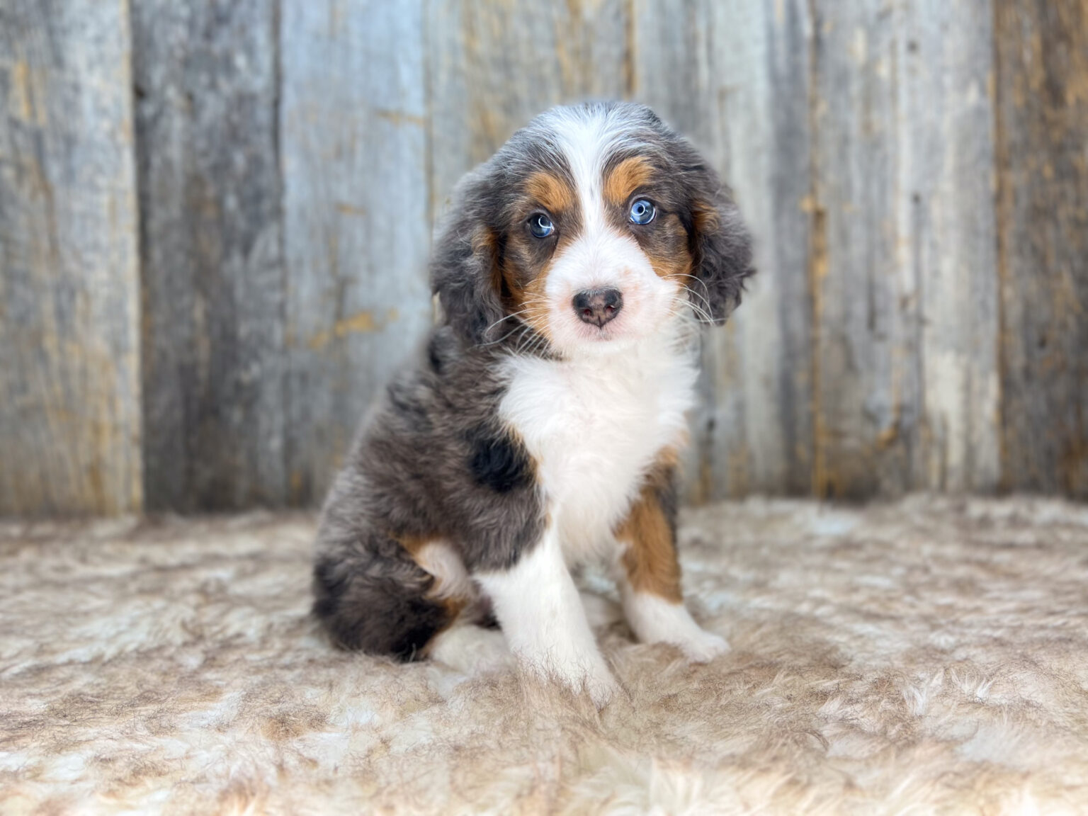 I am just a tiny baby and would love to join your family soon! Of course, you can’t see how cute and curly I will be when I get older, so the Dog Club will send updated photos when I am about 6 to 7 weeks old, if you choose to adopt me. Infant puppy deposits are refundable or transferrable.