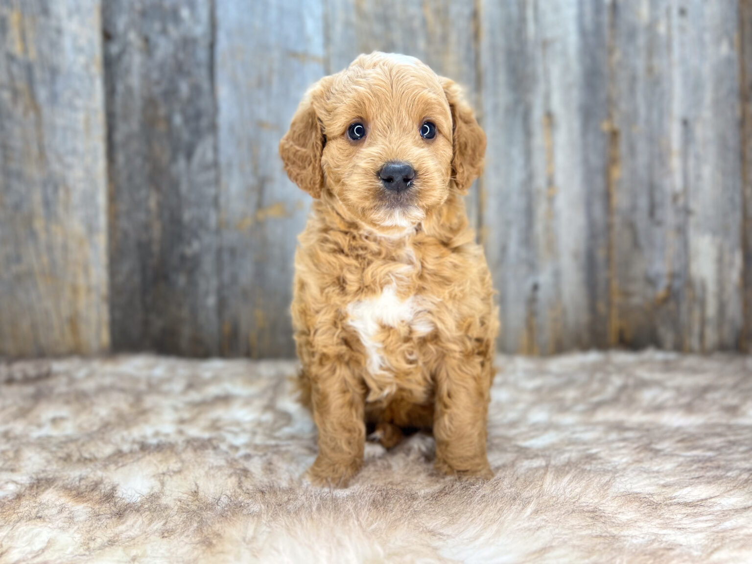 I am just a tiny baby and would love to join your family soon! Of course, you can’t see how cute and curly I will be when I get older, so the Dog Club will send updated photos when I am about 6 to 7 weeks old, if you choose to adopt me. Infant puppy deposits are refundable or transferrable.