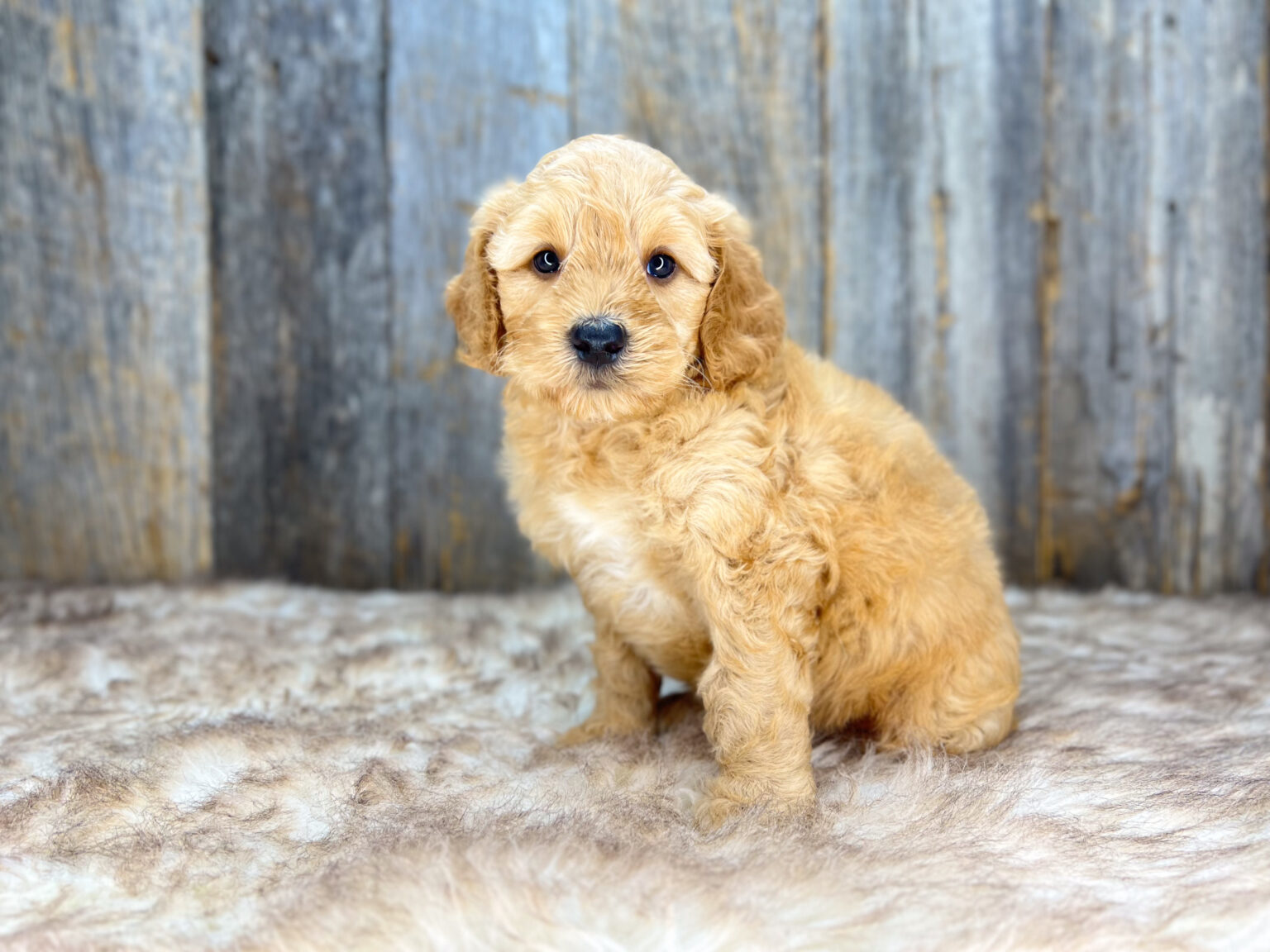 I am just a tiny baby and would love to join your family soon! Of course, you can’t see how cute and curly I will be when I get older, so the Dog Club will send updated photos when I am about 6 to 7 weeks old, if you choose to adopt me. Infant puppy deposits are refundable or transferrable.