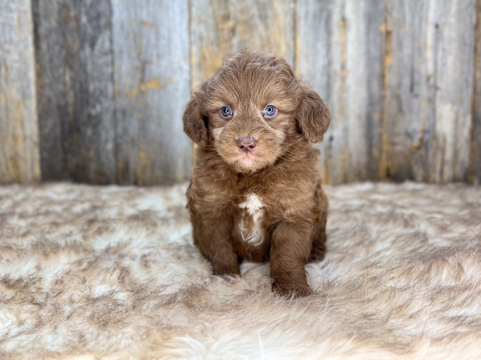 I am just a tiny baby and would love to join your family soon! Of course, you can’t see how cute and curly I will be when I get older, so the Dog Club will send updated photos when I am about 6 to 7 weeks old, if you choose to adopt me. Infant puppy deposits are refundable or transferrable.