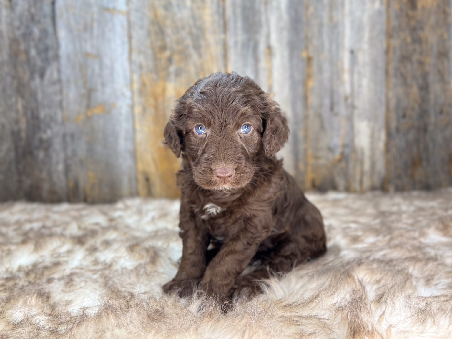 I am just a tiny baby and would love to join your family soon! Of course, you can’t see how cute and curly I will be when I get older, so the Dog Club will send updated photos when I am about 6 to 7 weeks old, if you choose to adopt me. Infant puppy deposits are refundable or transferrable.