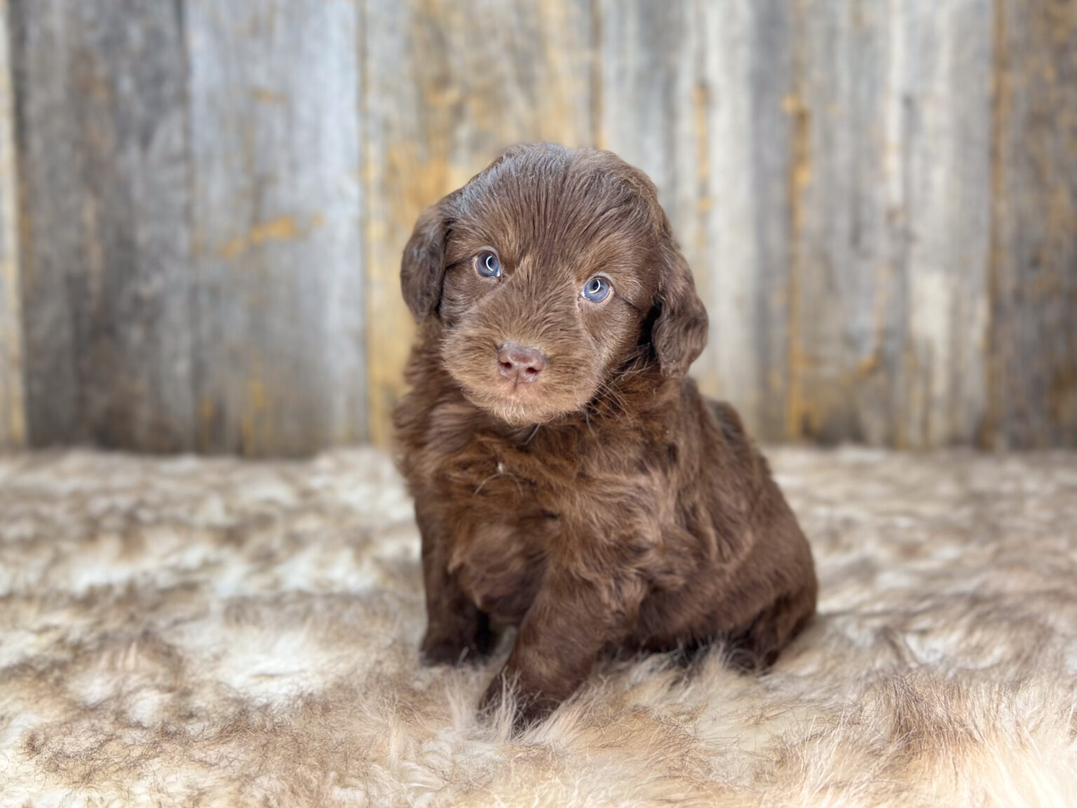 I am just a tiny baby and would love to join your family soon! Of course, you can’t see how cute and curly I will be when I get older, so the Dog Club will send updated photos when I am about 6 to 7 weeks old, if you choose to adopt me. Infant puppy deposits are refundable or transferrable.