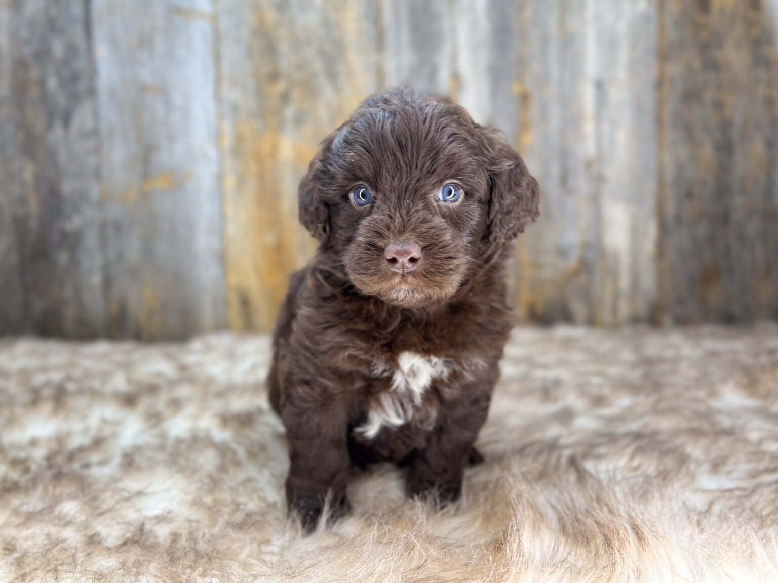 I am just a tiny baby and would love to join your family soon! Of course, you can’t see how cute and curly I will be when I get older, so the Dog Club will send updated photos when I am about 6 to 7 weeks old, if you choose to adopt me. Infant puppy deposits are refundable or transferrable.