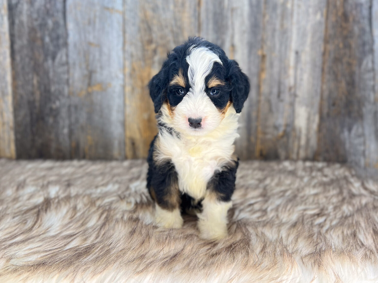 I am just a tiny baby and would love to join your family soon! Of course, you can’t see how cute and curly I will be when I get older, so the Dog Club will send updated photos when I am about 6 to 7 weeks old, if you choose to adopt me. Infant puppy deposits are refundable or transferrable.