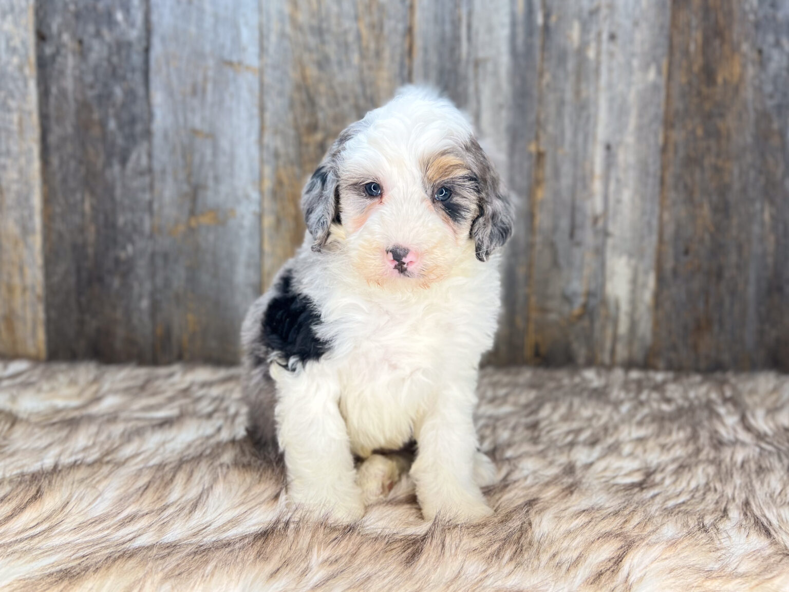 I am just a tiny baby and would love to join your family soon! Of course, you can’t see how cute and curly I will be when I get older, so the Dog Club will send updated photos when I am about 6 to 7 weeks old, if you choose to adopt me. Infant puppy deposits are refundable or transferrable.